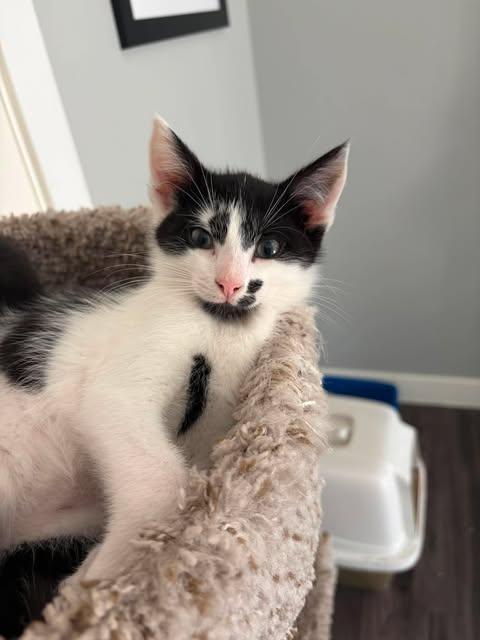 PINTO, an adopted Domestic Short Hair in Campbell River, BC image 2/4