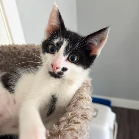 PINTO, adopted, Kitten Male Domestic Short Hair.