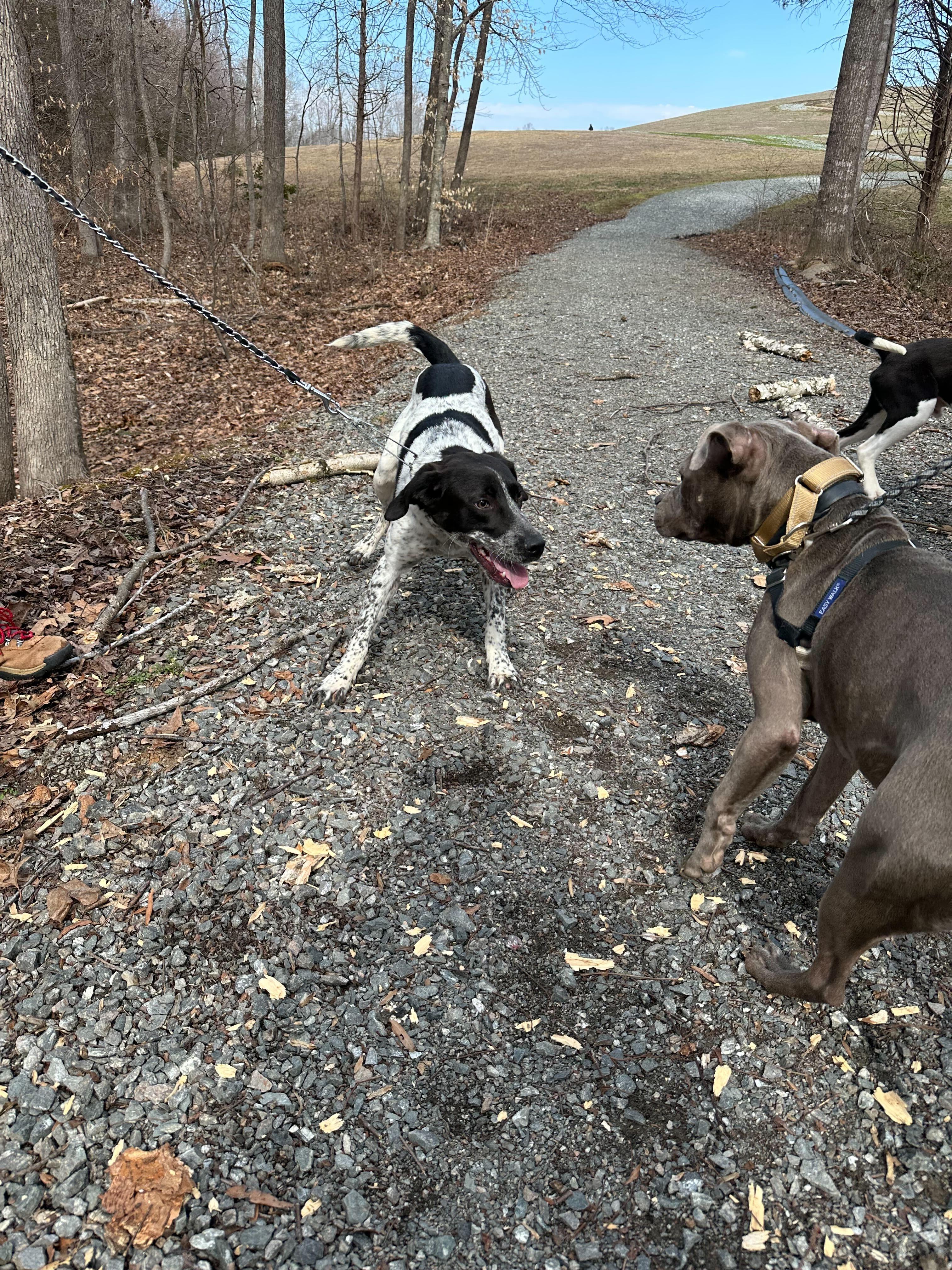 Enlarge Brie , a ADOPTABLE mixed breed in Maidens, VA image 4/5