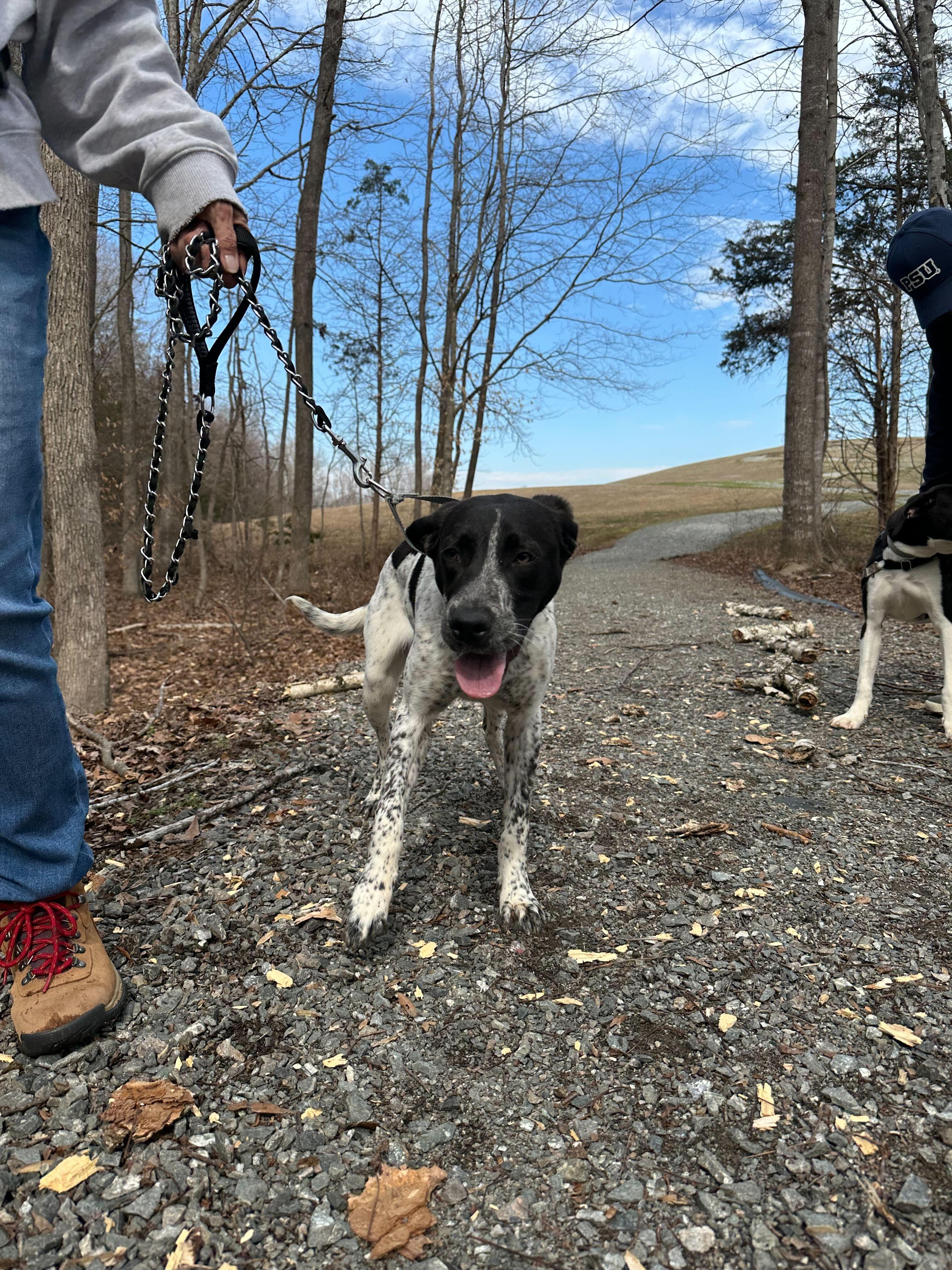 Enlarge Brie , a ADOPTABLE mixed breed in Maidens, VA image 3/5