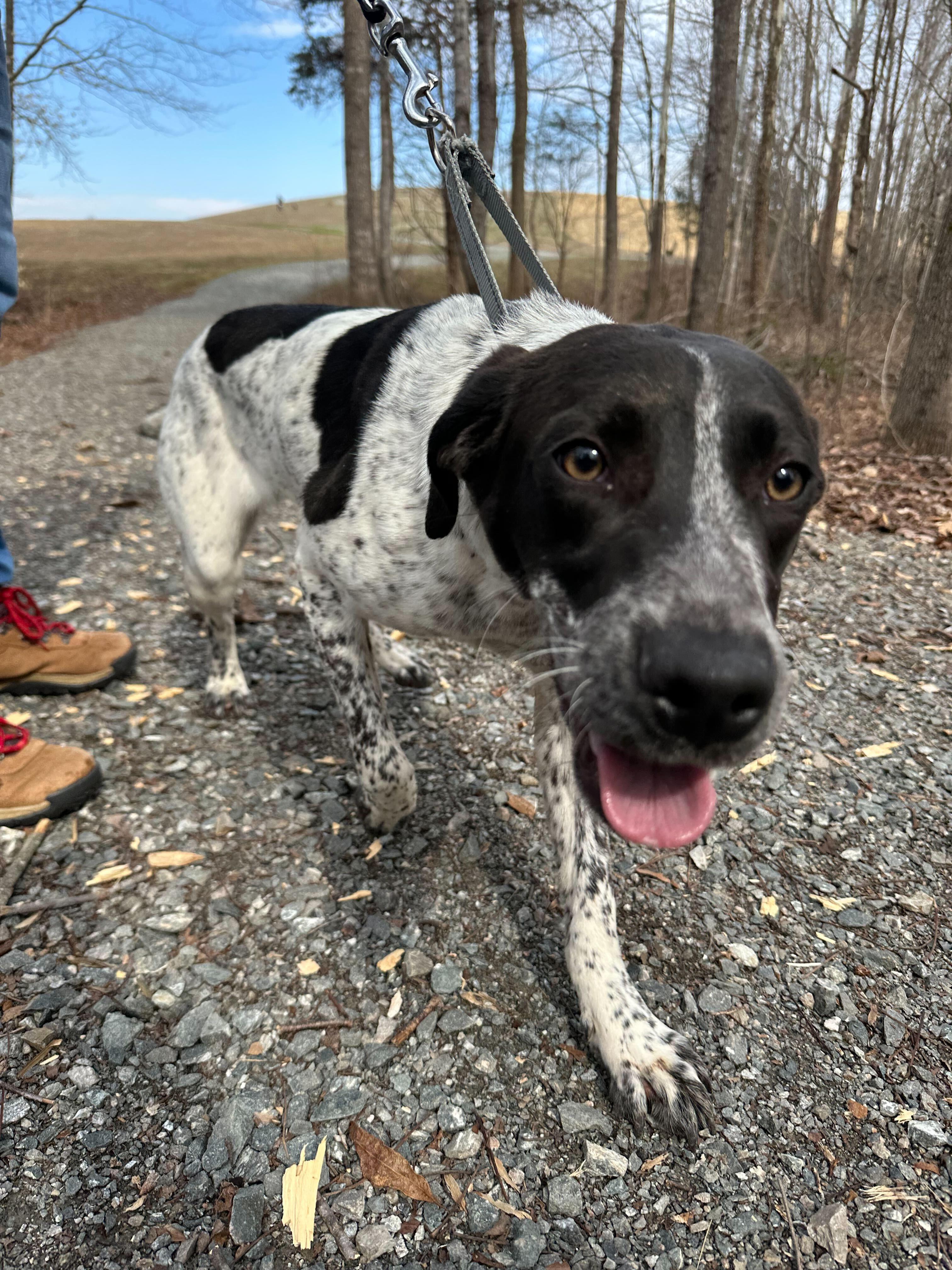 Enlarge Brie , a ADOPTABLE mixed breed in Maidens, VA image 2/5