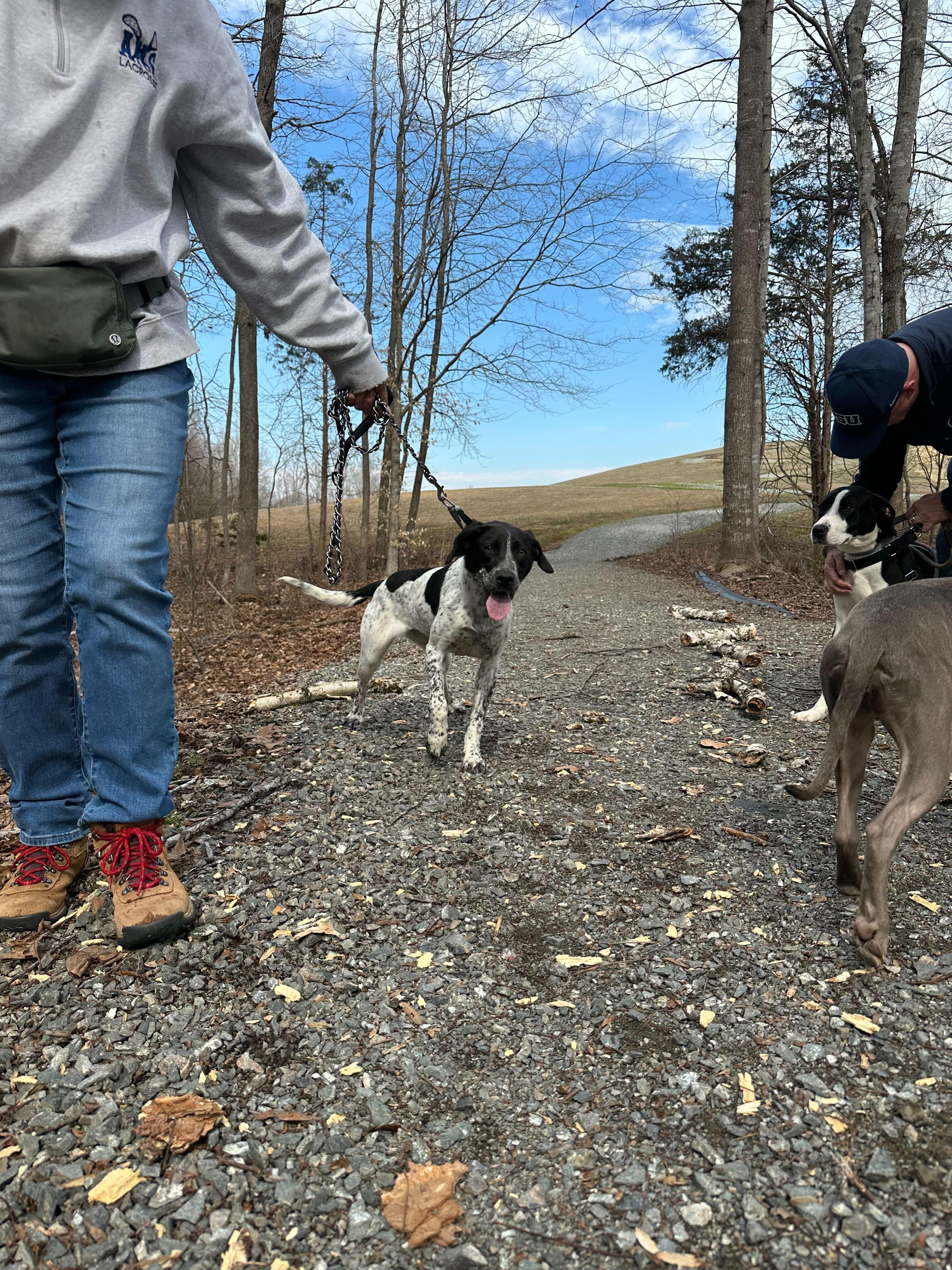Enlarge Brie , a ADOPTABLE mixed breed in Maidens, VA image 5/5