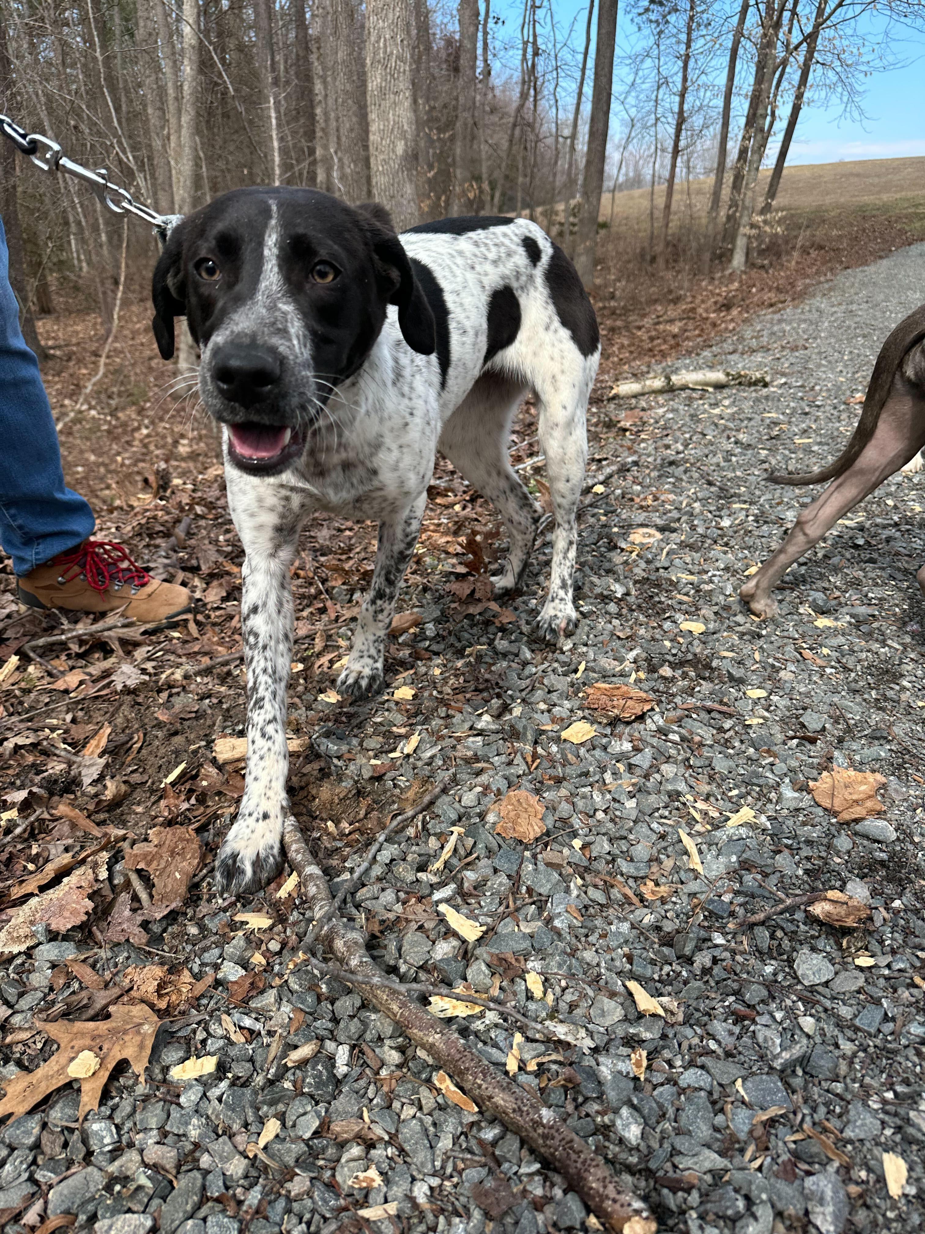 Brie , ADOPTABLE, Young Female Pointer.
