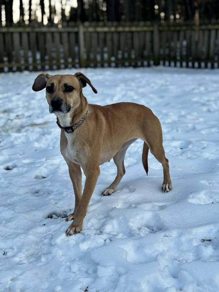 Robin TheBank, a Adoptable mixed breed in Milton, DE image 2/4
