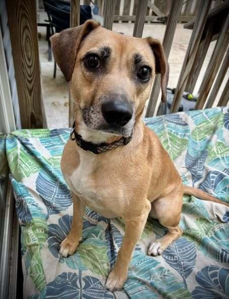 Enlarge Robin TheBank, a Adoptable mixed breed in Milton, DE image 3/5