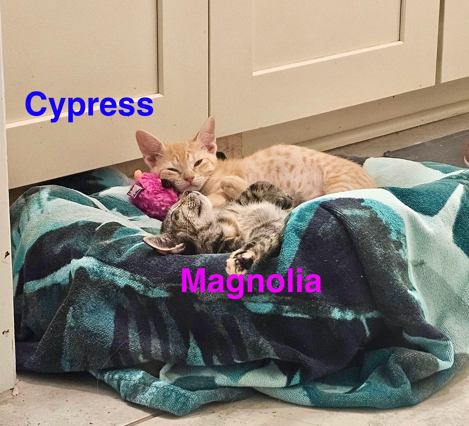 Magnolia and Cypress