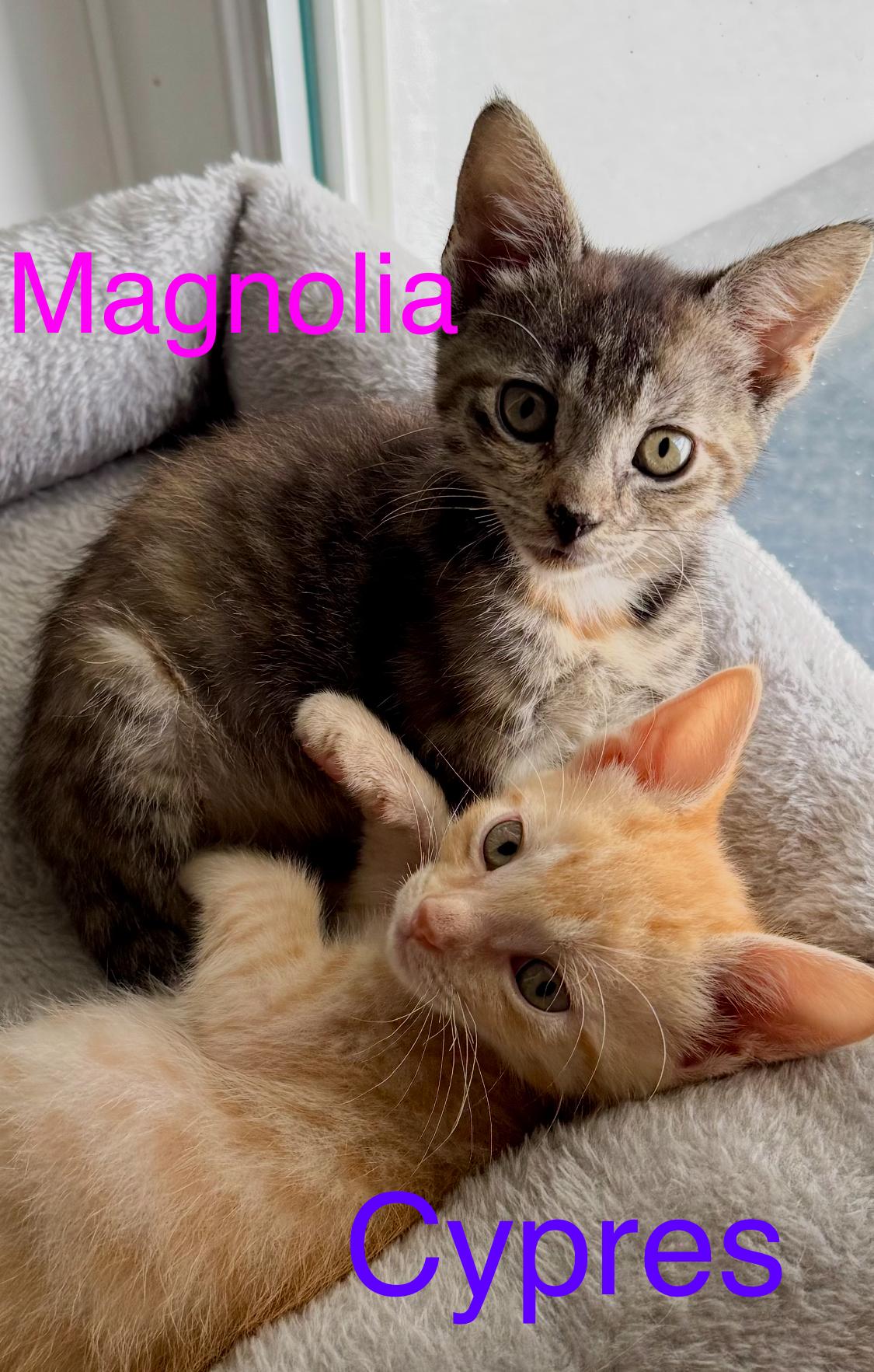 Magnolia and Cypress