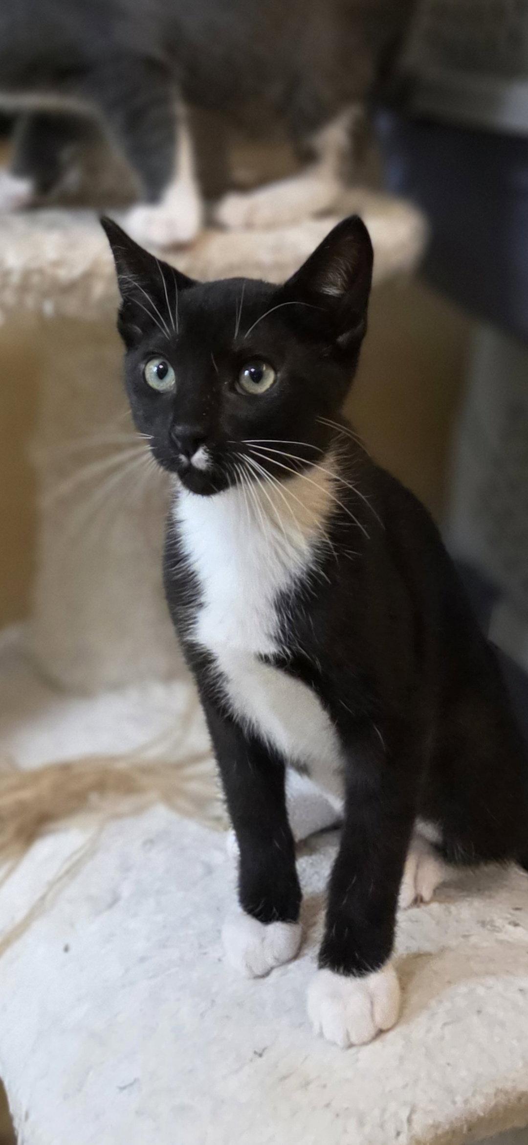 Poppy, Adoptable, Kitten Female Domestic Short Hair.