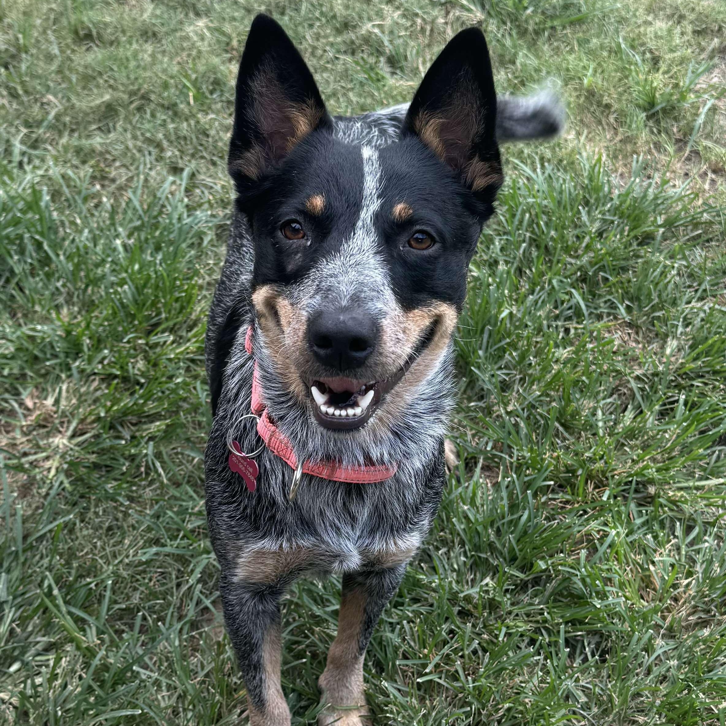 Calliope (Cali), an adoptable Australian Cattle Dog / Blue Heeler in Bozeman, MT, 59715 | Photo Image 1