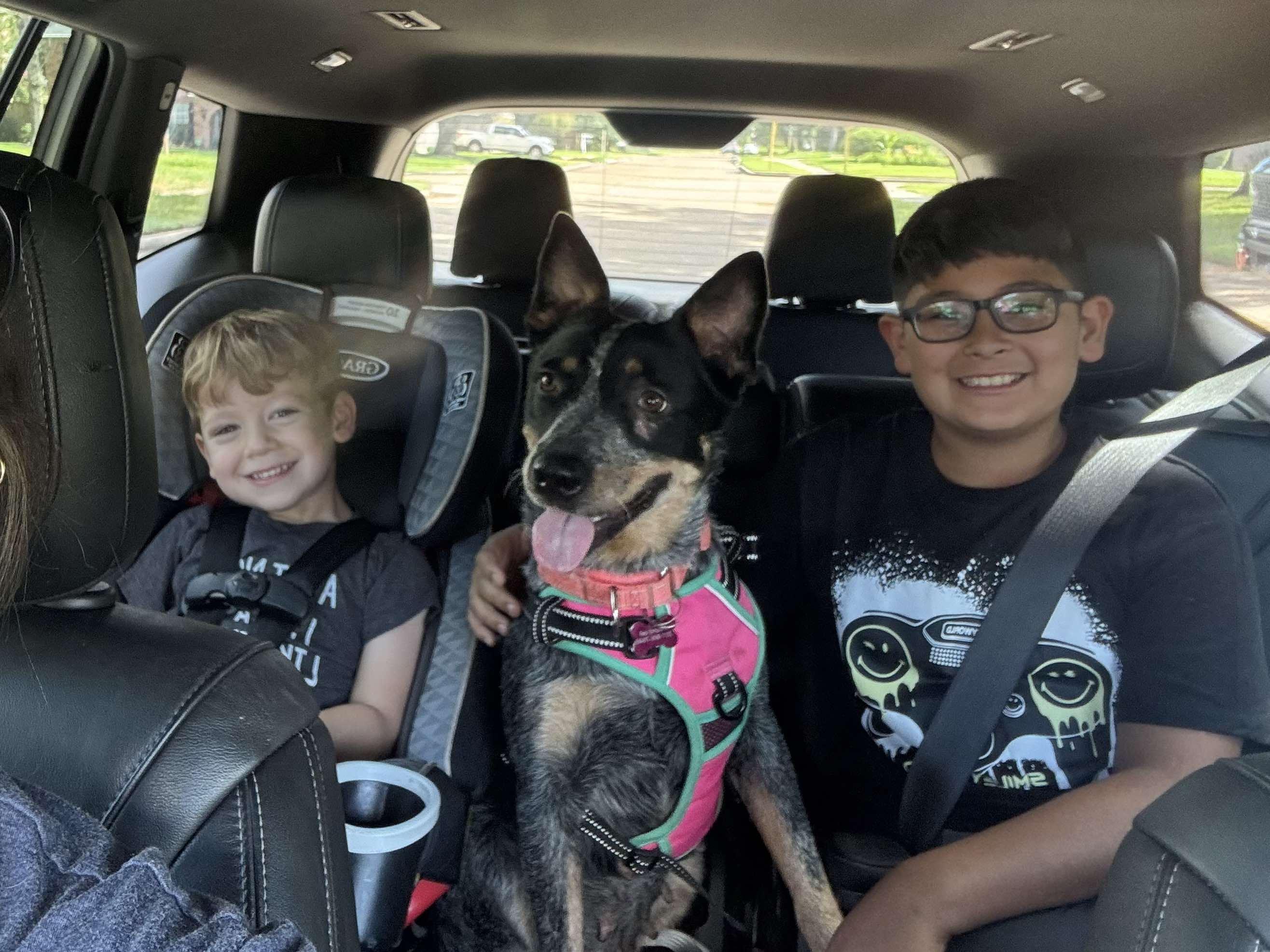 Calliope (Cali), an adoptable Australian Cattle Dog / Blue Heeler in Bozeman, MT, 59715 | Photo Image 5