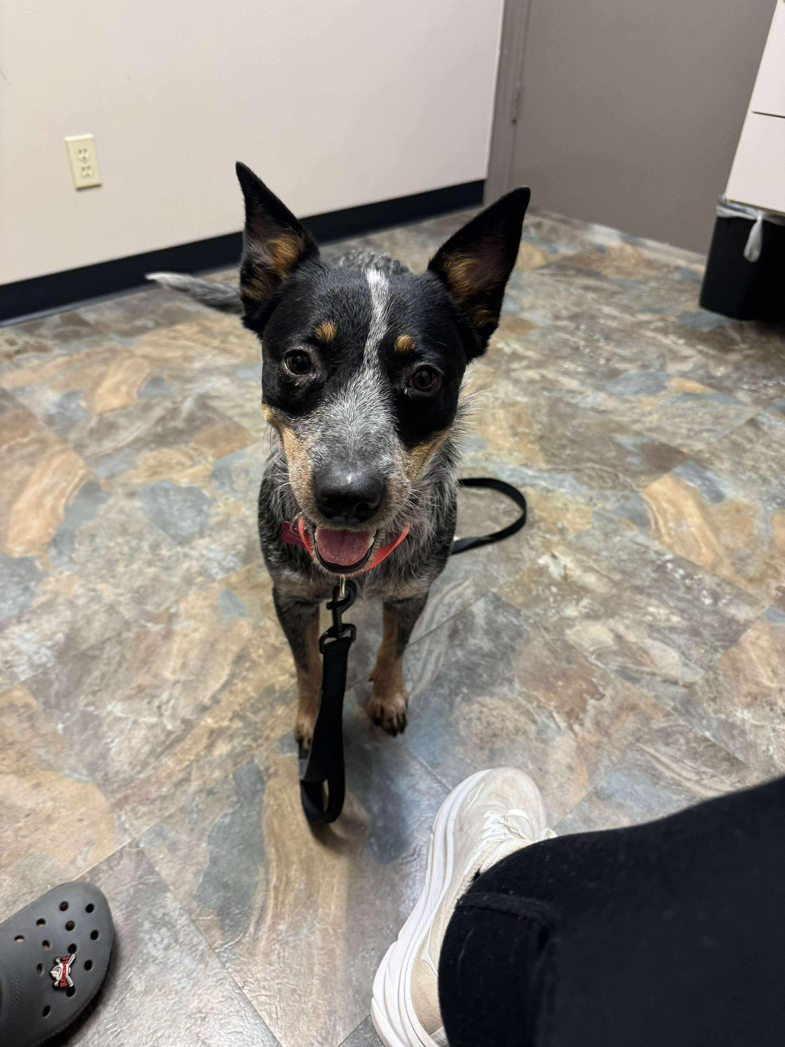 Calliope (Cali), an adoptable Australian Cattle Dog / Blue Heeler in Bozeman, MT, 59715 | Photo Image 2