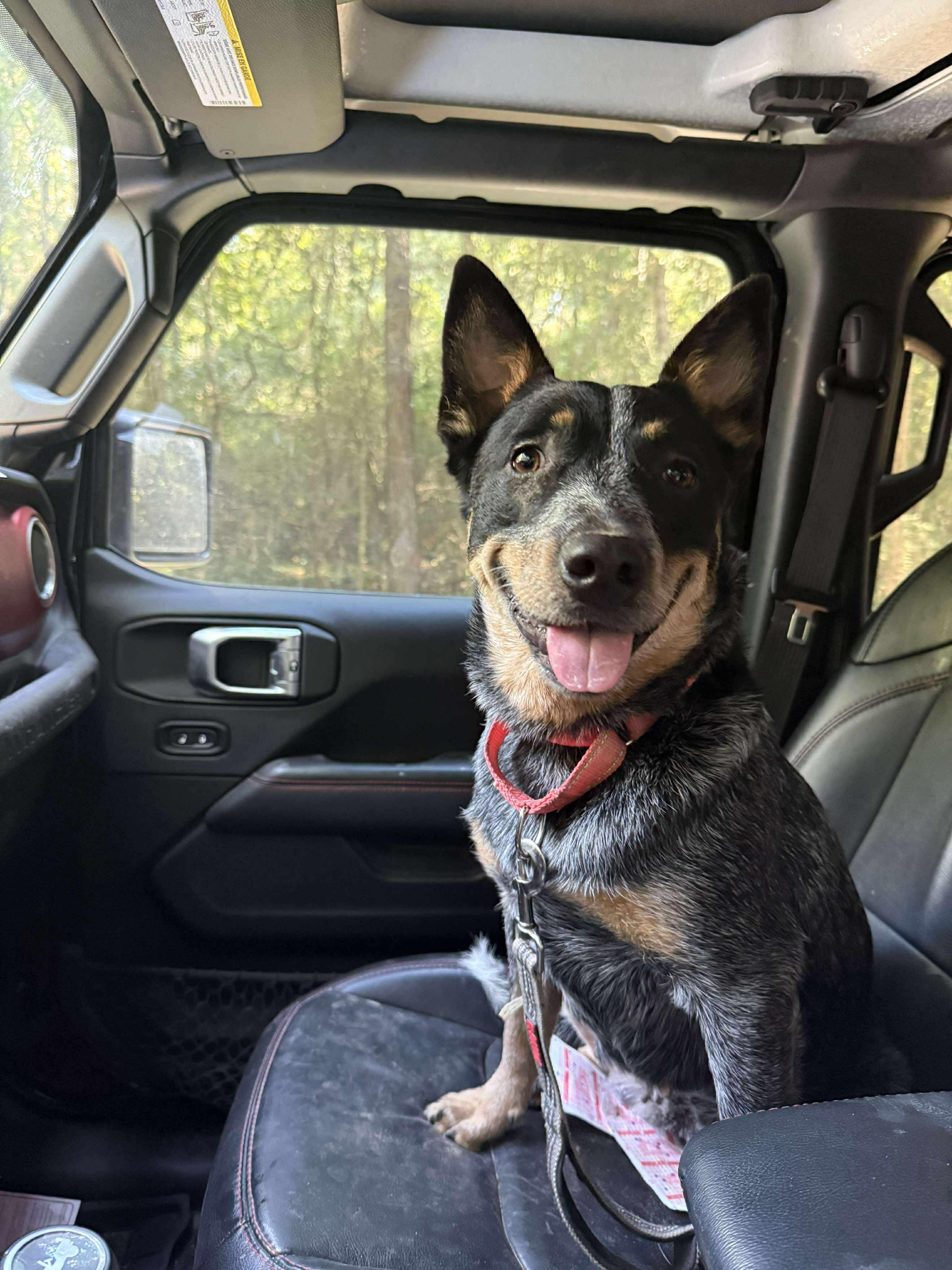 Calliope (Cali), an adoptable Australian Cattle Dog / Blue Heeler in Bozeman, MT, 59715 | Photo Image 4