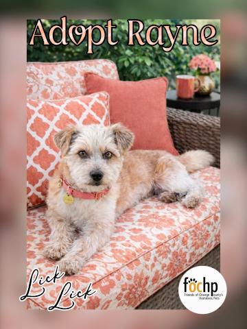 Enlarge Rayne, a Adoptable Lhasa Apso in Orange, CA image 1/1