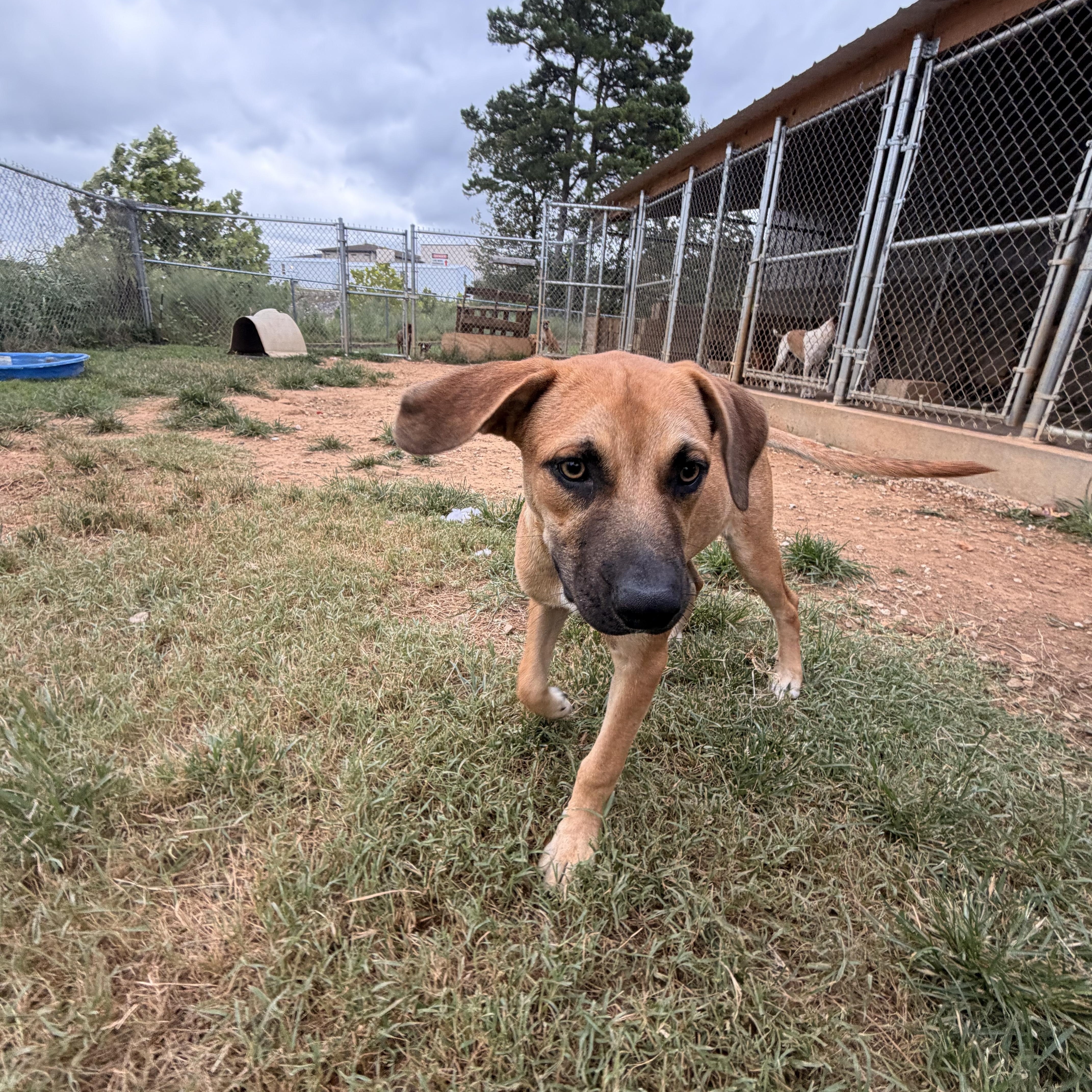 Enlarge Sammy, an adopted mixed breed in Melbourne, AR image 2/4