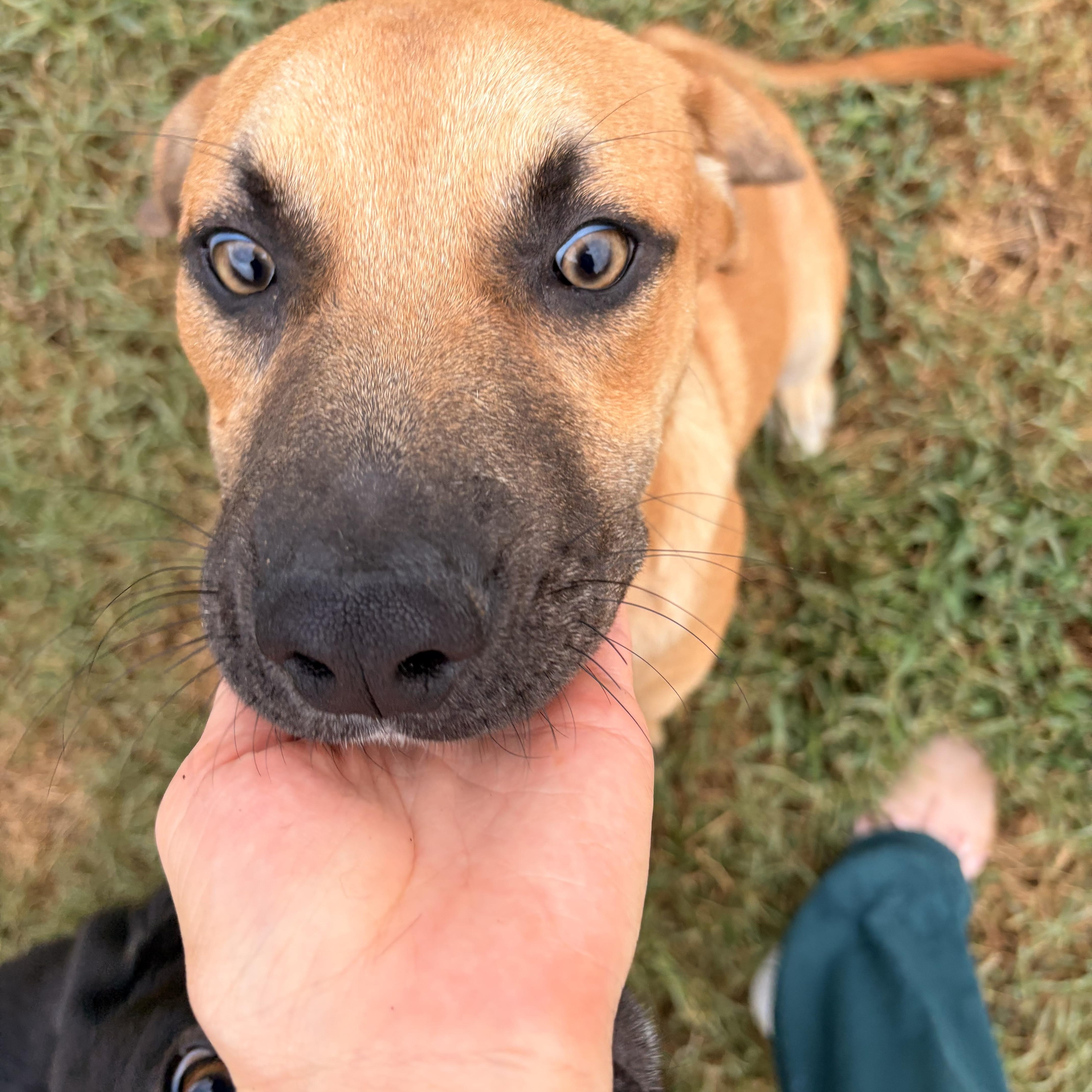 Sammy, adopted, Young Male Yellow Labrador Retriever.