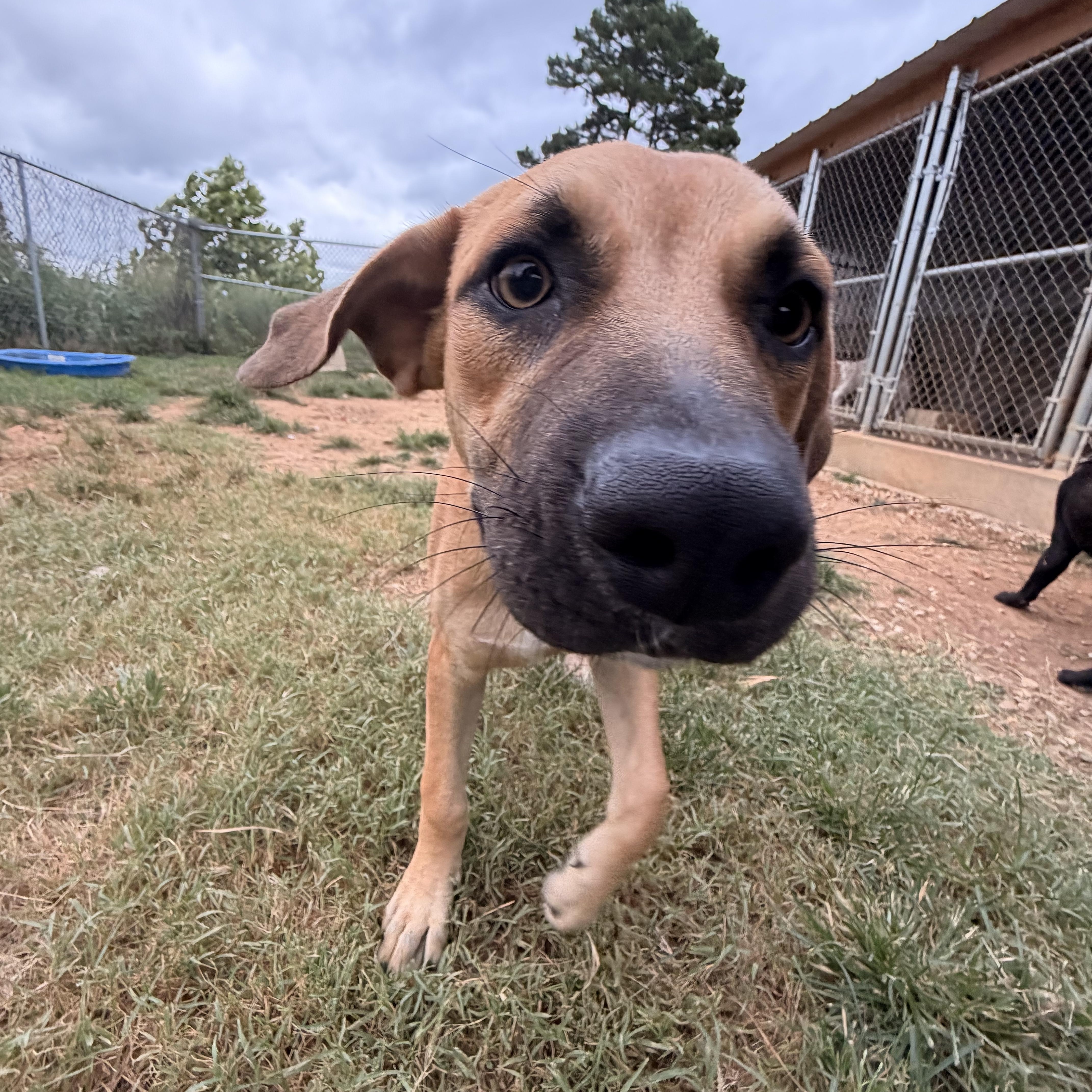 Enlarge Sammy, an adopted mixed breed in Melbourne, AR image 4/4