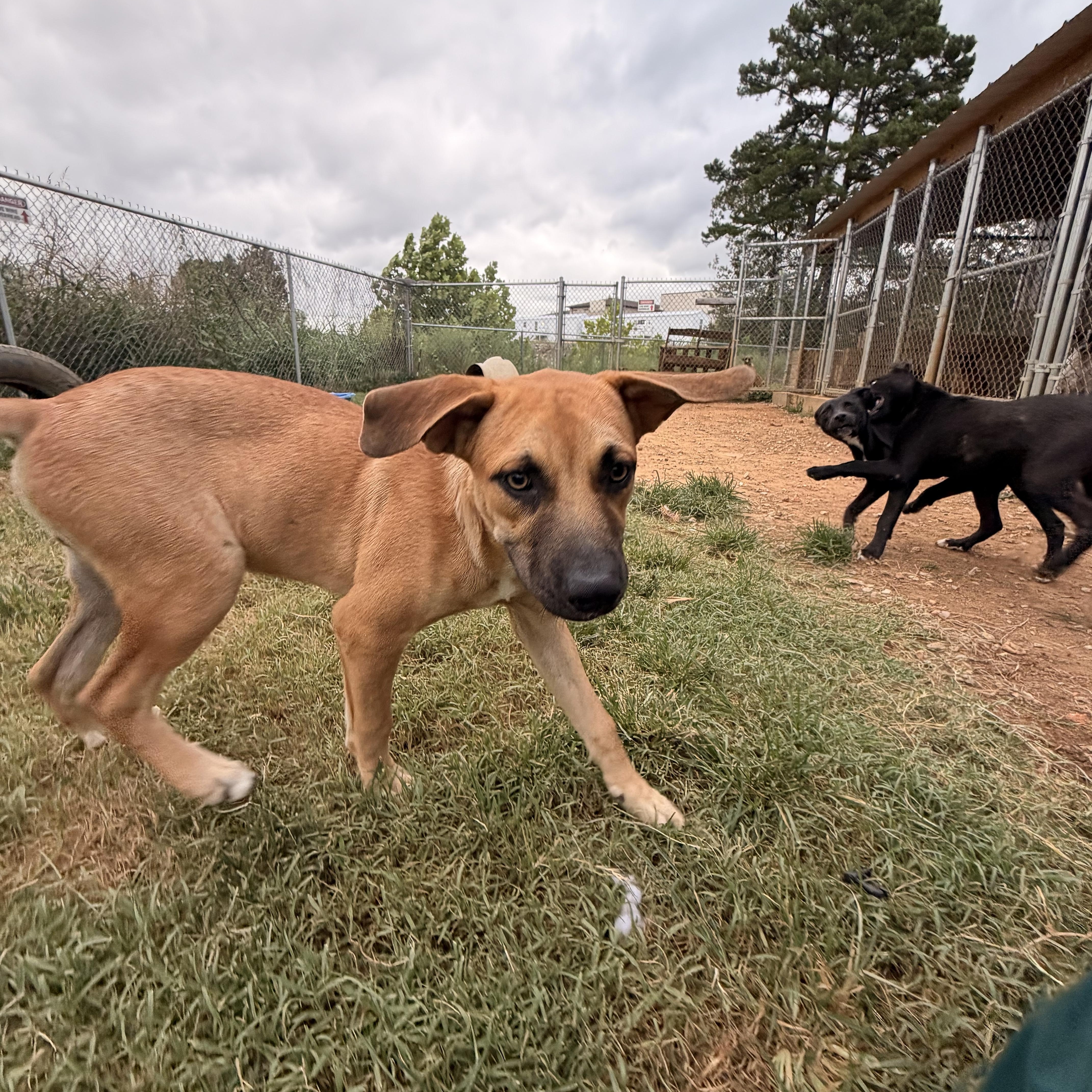Enlarge Sammy, an adopted mixed breed in Melbourne, AR image 3/4