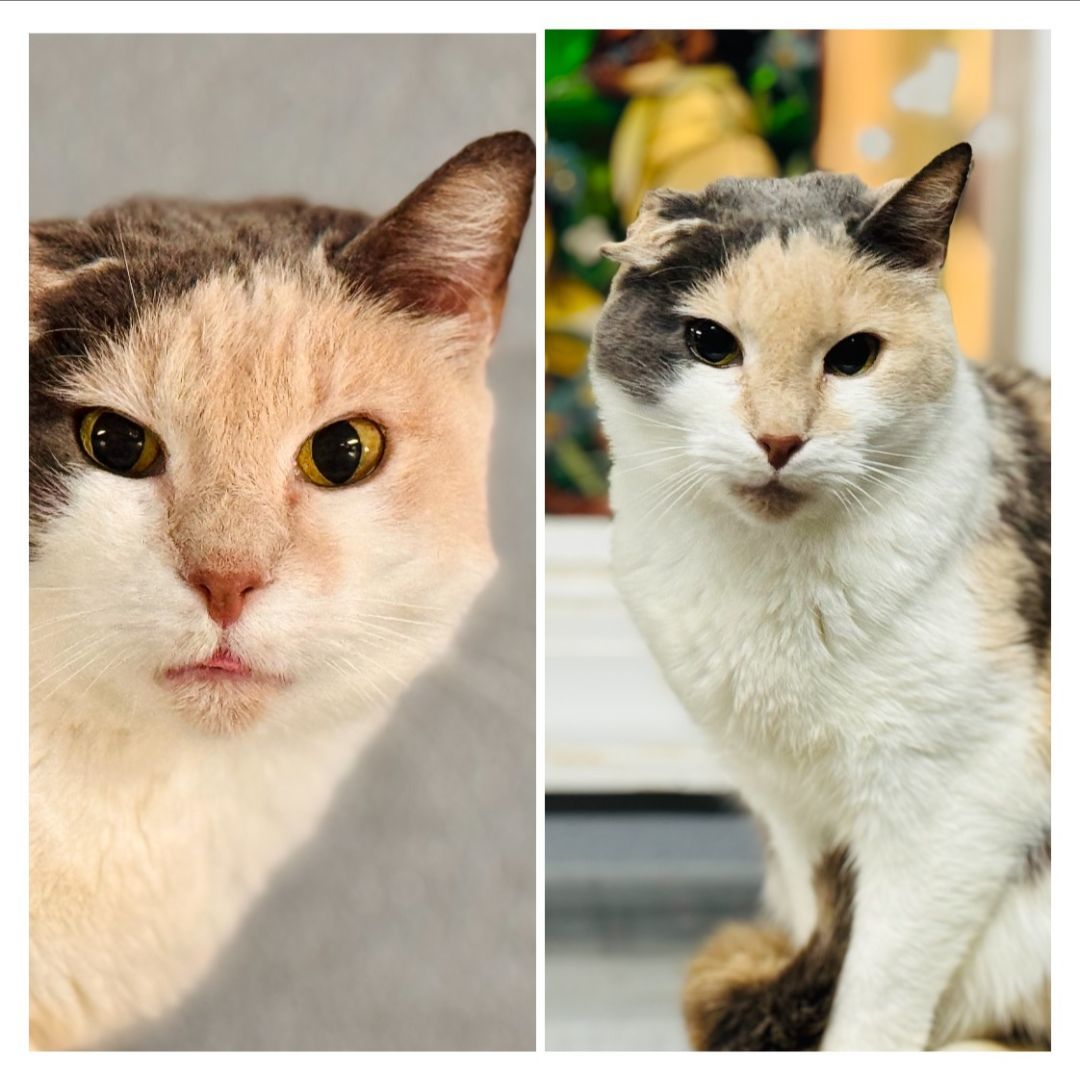 Tweetie, Adoptable, Adult Male Domestic Short Hair.