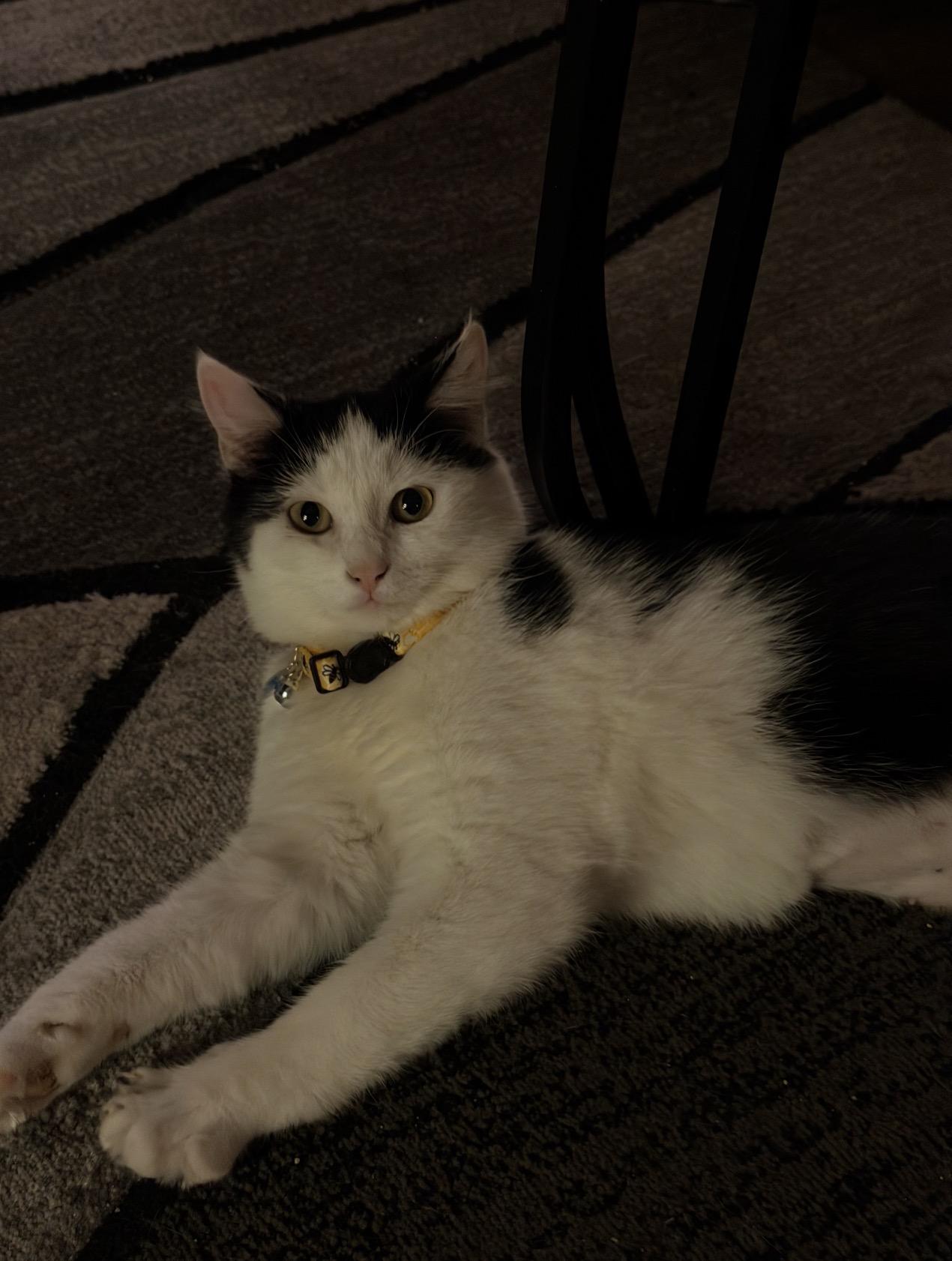 Enlarge Ona, a ADOPTABLE Domestic Short Hair in OLEAN, NY image 1/1