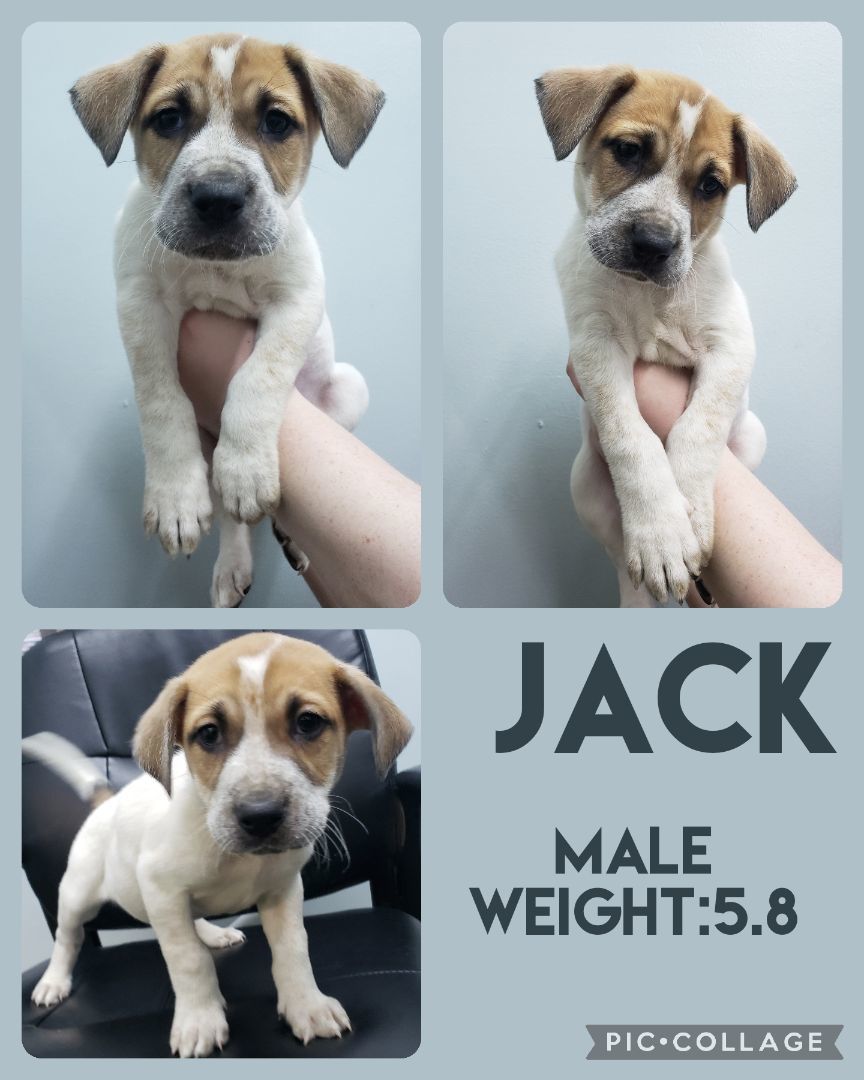 Enlarge Jack, a Adopted mixed breed in Staffordsville, KY image 1/1