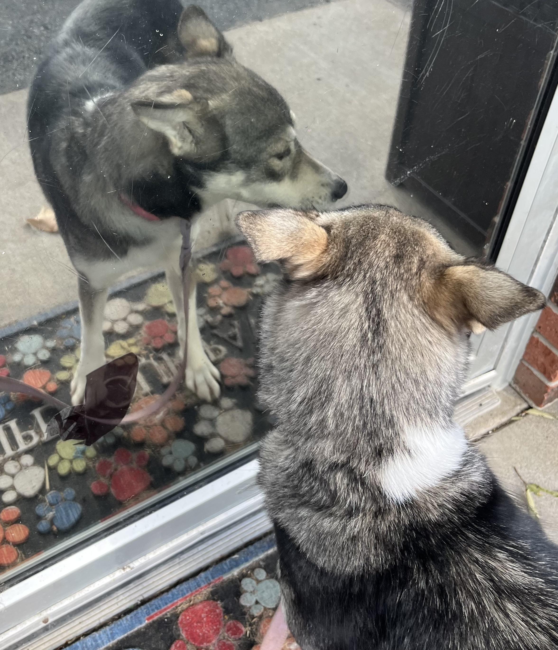 Annie Oakley, an adopted Husky in Farmington, MO image 2/2