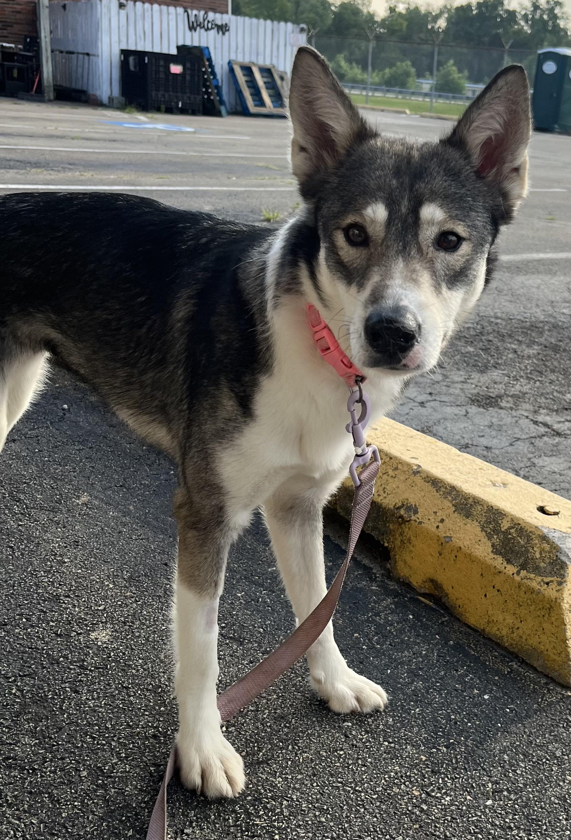 Annie Oakley, adopted, Adult Female Husky.