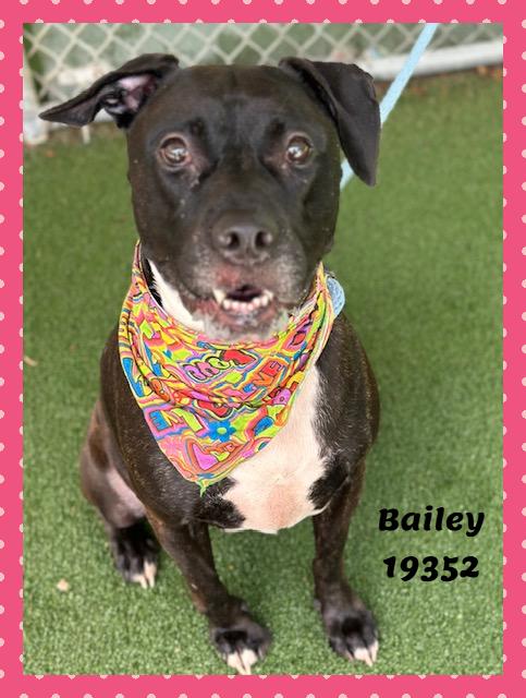 Enlarge BAILEY, a ADOPTABLE mixed breed in Marietta, GA image 4/6