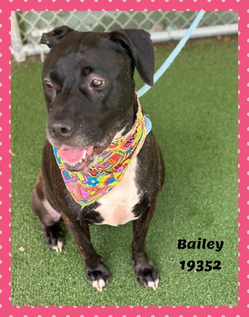 Enlarge BAILEY, a ADOPTABLE mixed breed in Marietta, GA image 2/6