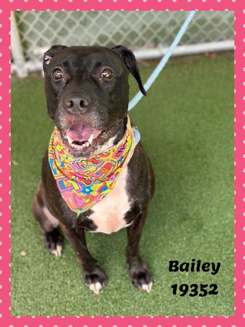 BAILEY, ADOPTABLE, Adult Female Presa Canario & Labrador Retriever.
