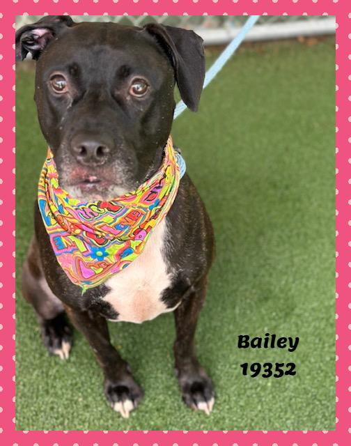 Enlarge BAILEY, a ADOPTABLE mixed breed in Marietta, GA image 5/6