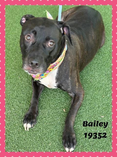 Enlarge BAILEY, a ADOPTABLE mixed breed in Marietta, GA image 3/6