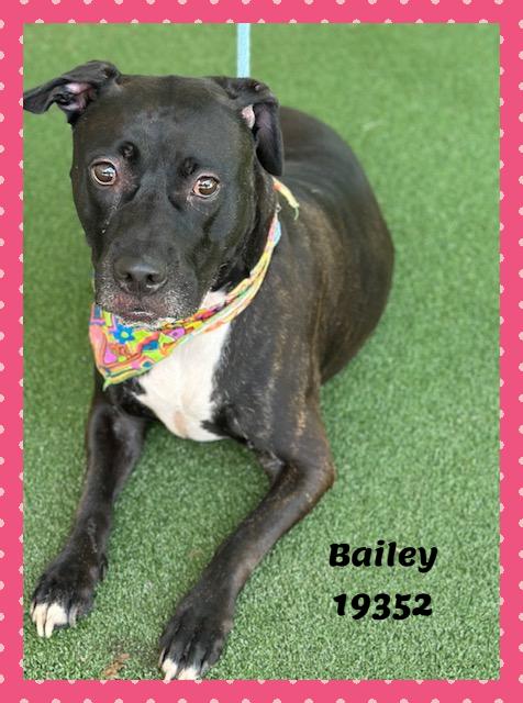 Enlarge BAILEY, a ADOPTABLE mixed breed in Marietta, GA image 6/6