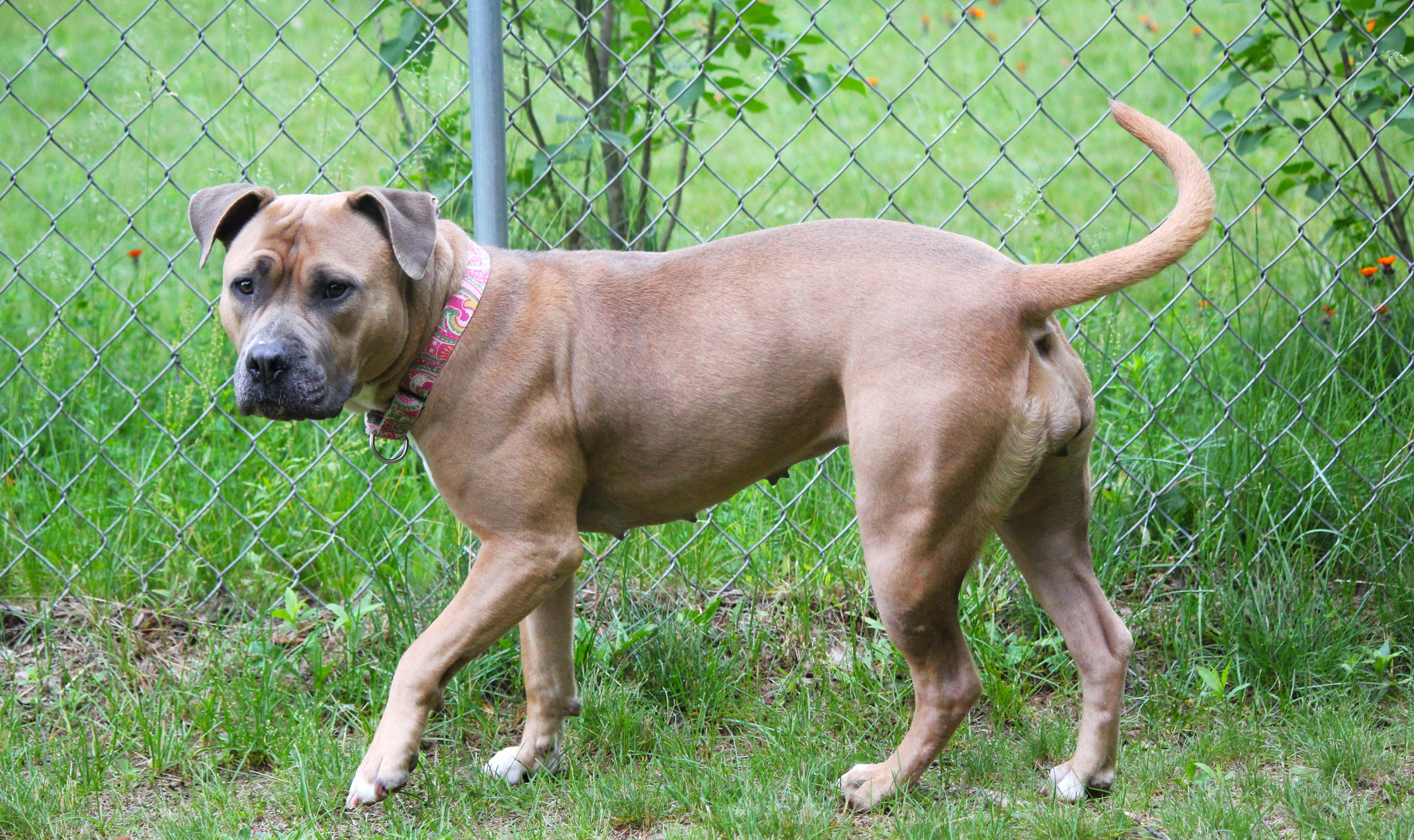 Abby, an adopted Pit Bull Terrier in Hayward, WI image 3/3