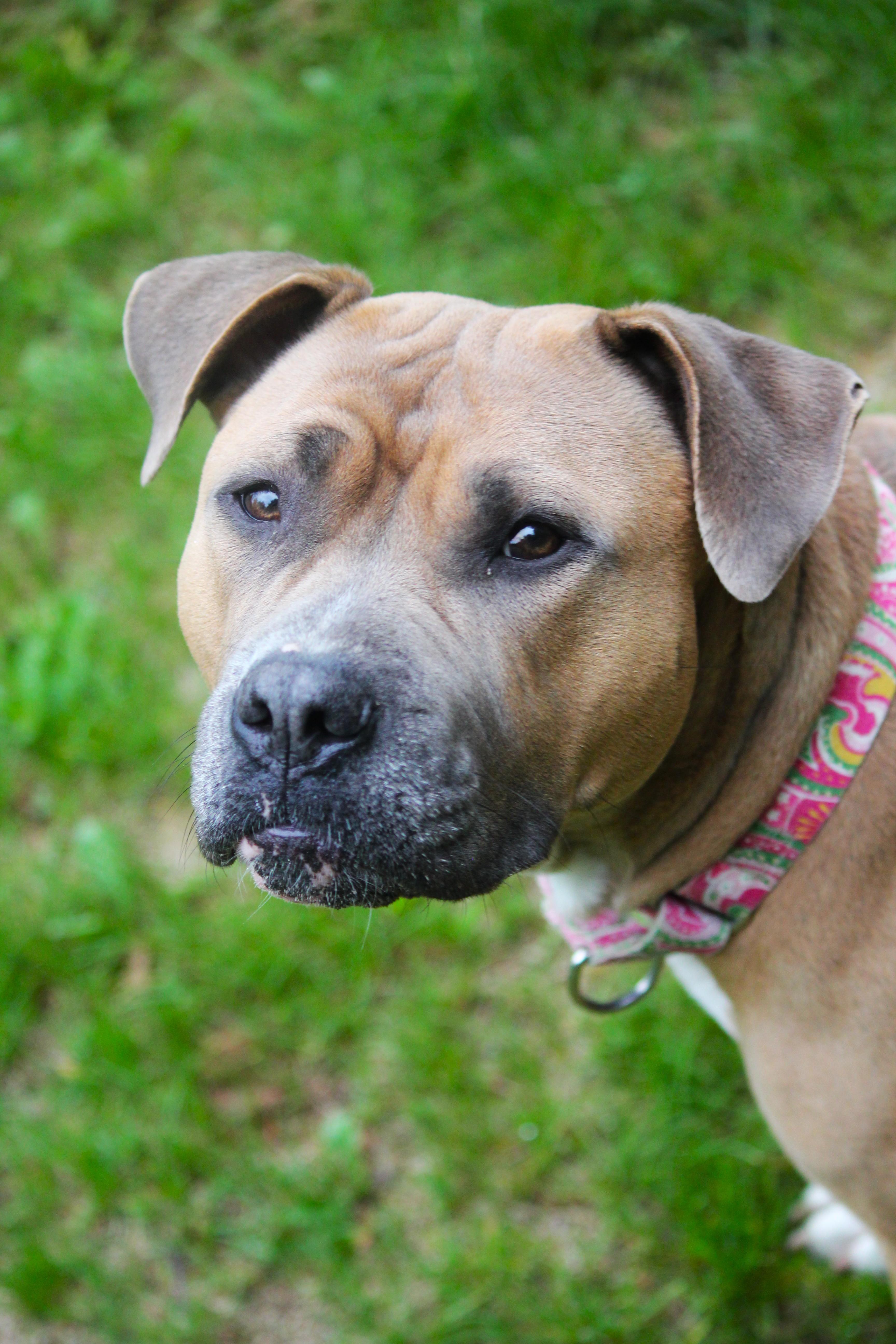 Abby, adopted, Young Female Pit Bull Terrier.