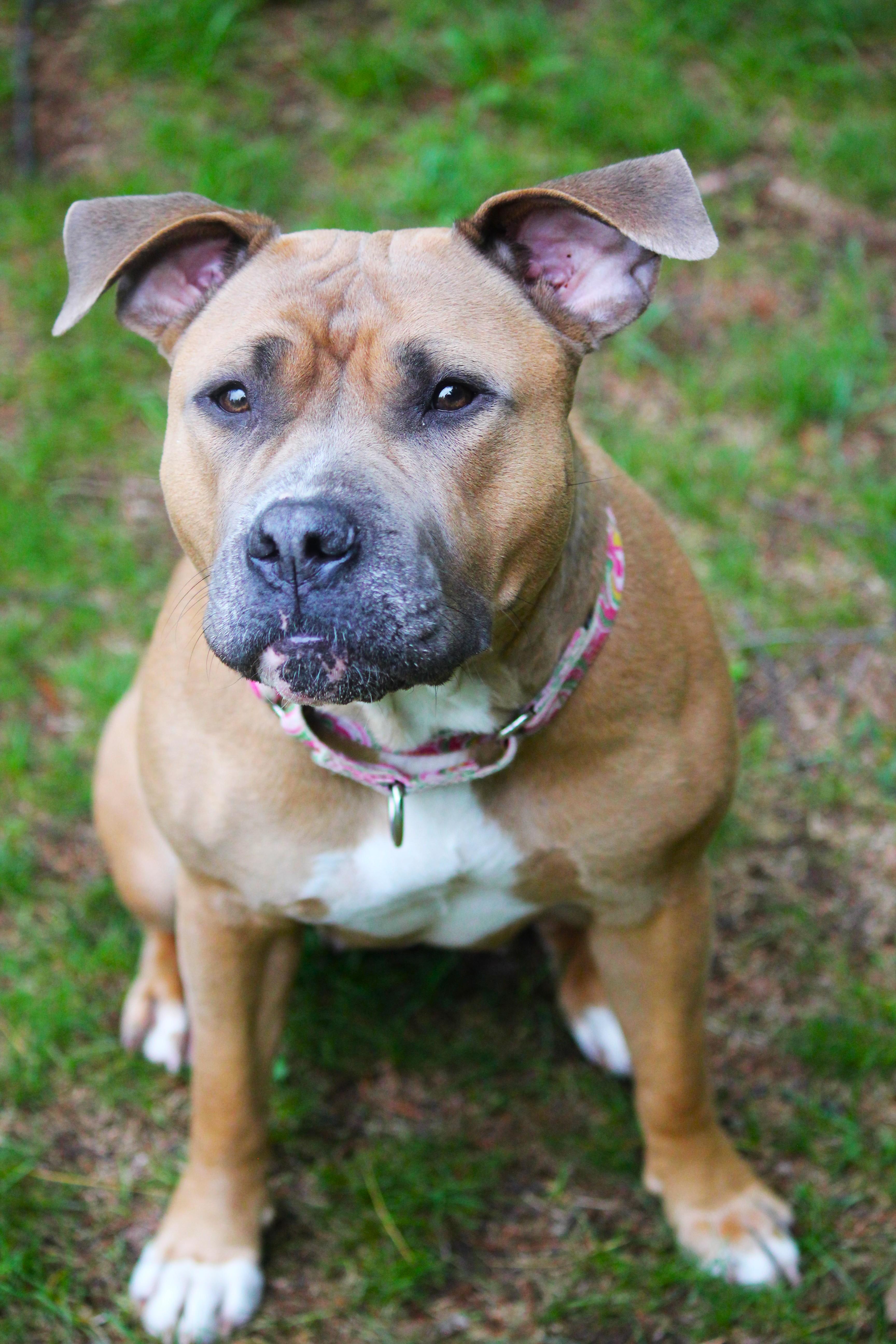 Abby, an adopted Pit Bull Terrier in Hayward, WI image 2/3