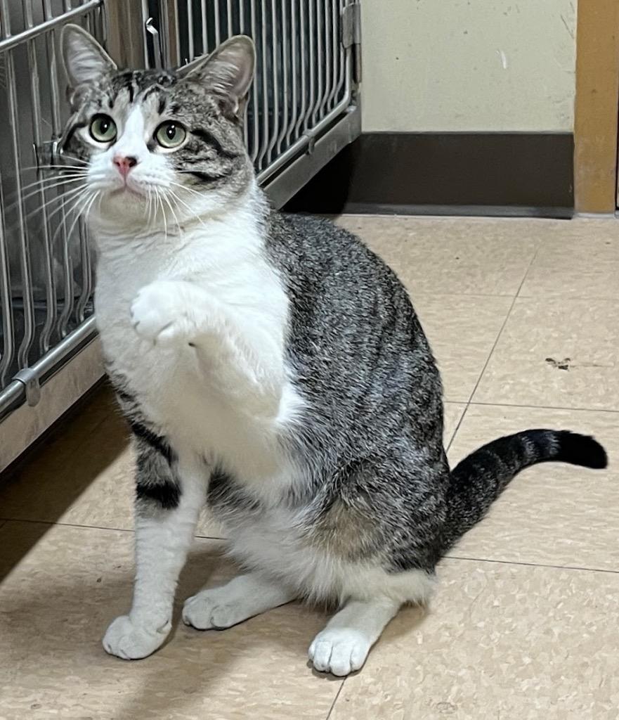 Skye, Adoptable, Young Male Domestic Short Hair.