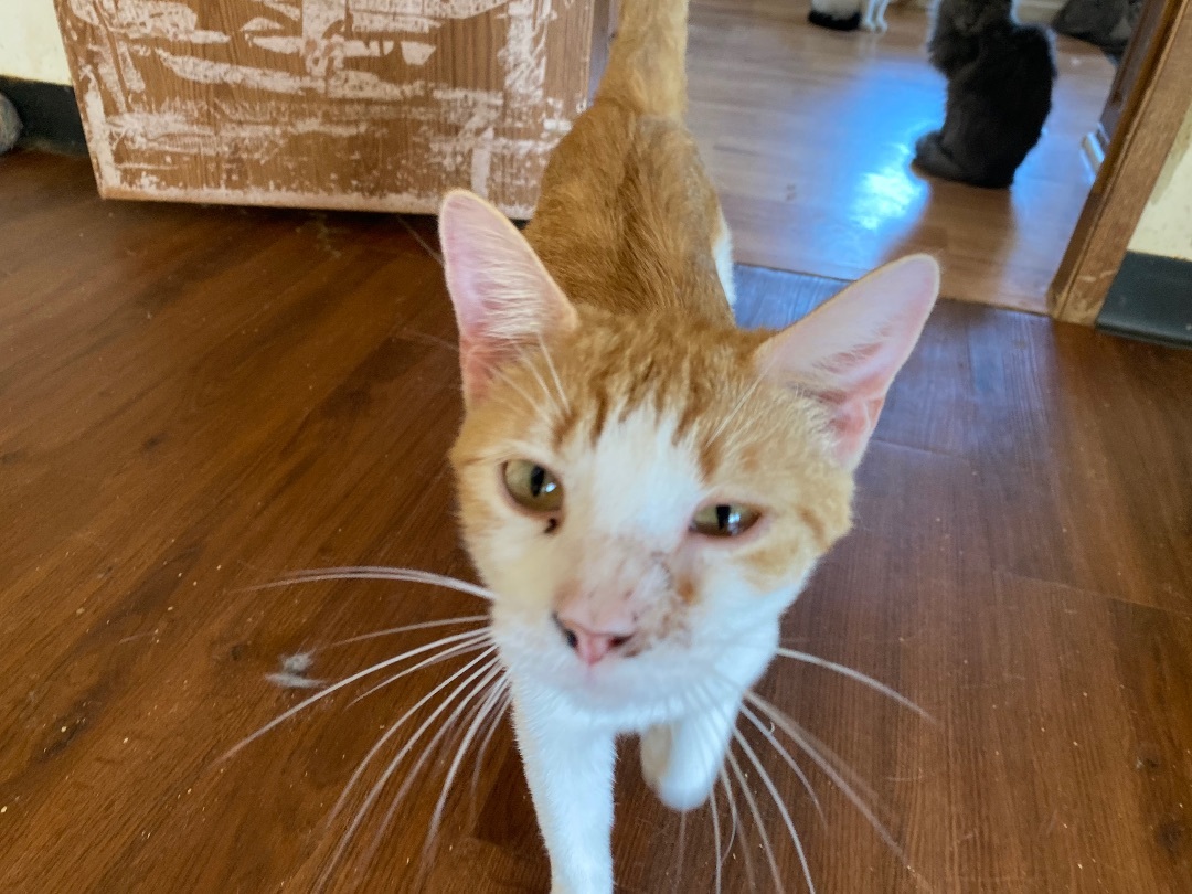 Sherbert, a Adoptable Domestic Short Hair in Henrietta, TX image 2/2