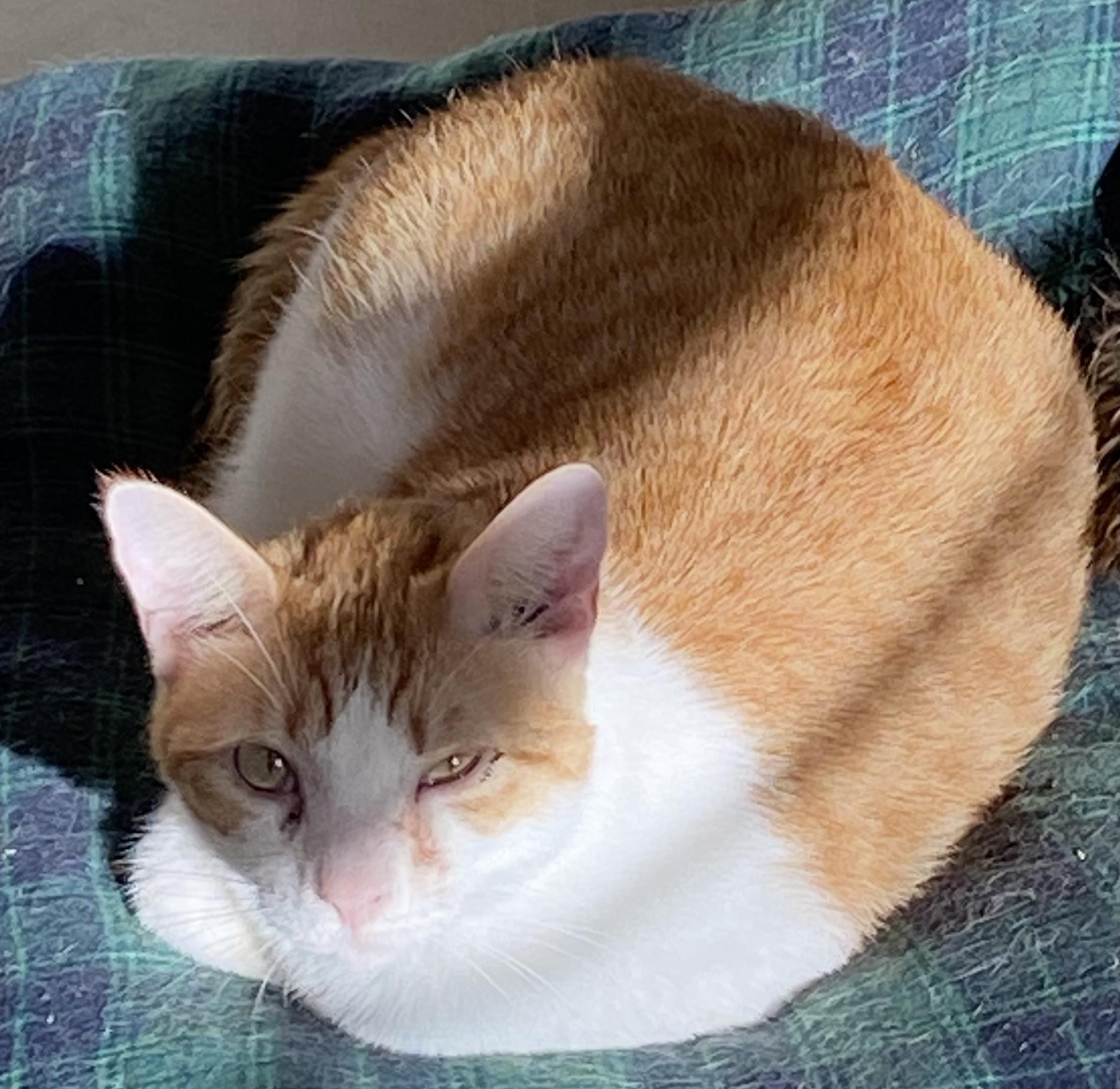 Sherbert, a Adoptable Domestic Short Hair in Henrietta, TX image 1/2