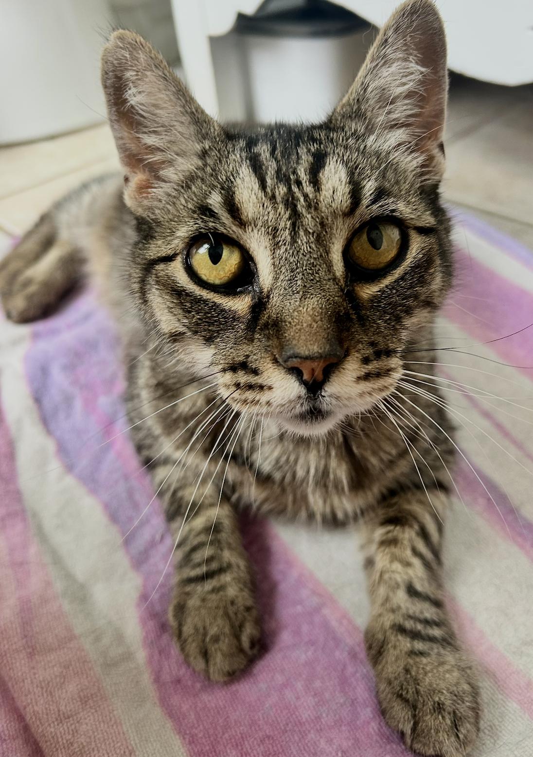 Enlarge River, a Adoptable Domestic Short Hair in Sonora, CA image 1/1