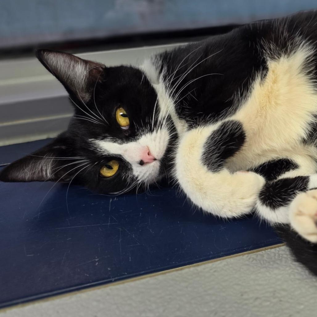 Enlarge Susan Hayward, a Adoptable Domestic Short Hair in Galveston, TX image 1/4