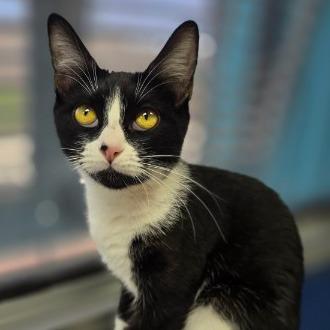 Enlarge Susan Hayward, a Adoptable Domestic Short Hair in Galveston, TX image 2/4