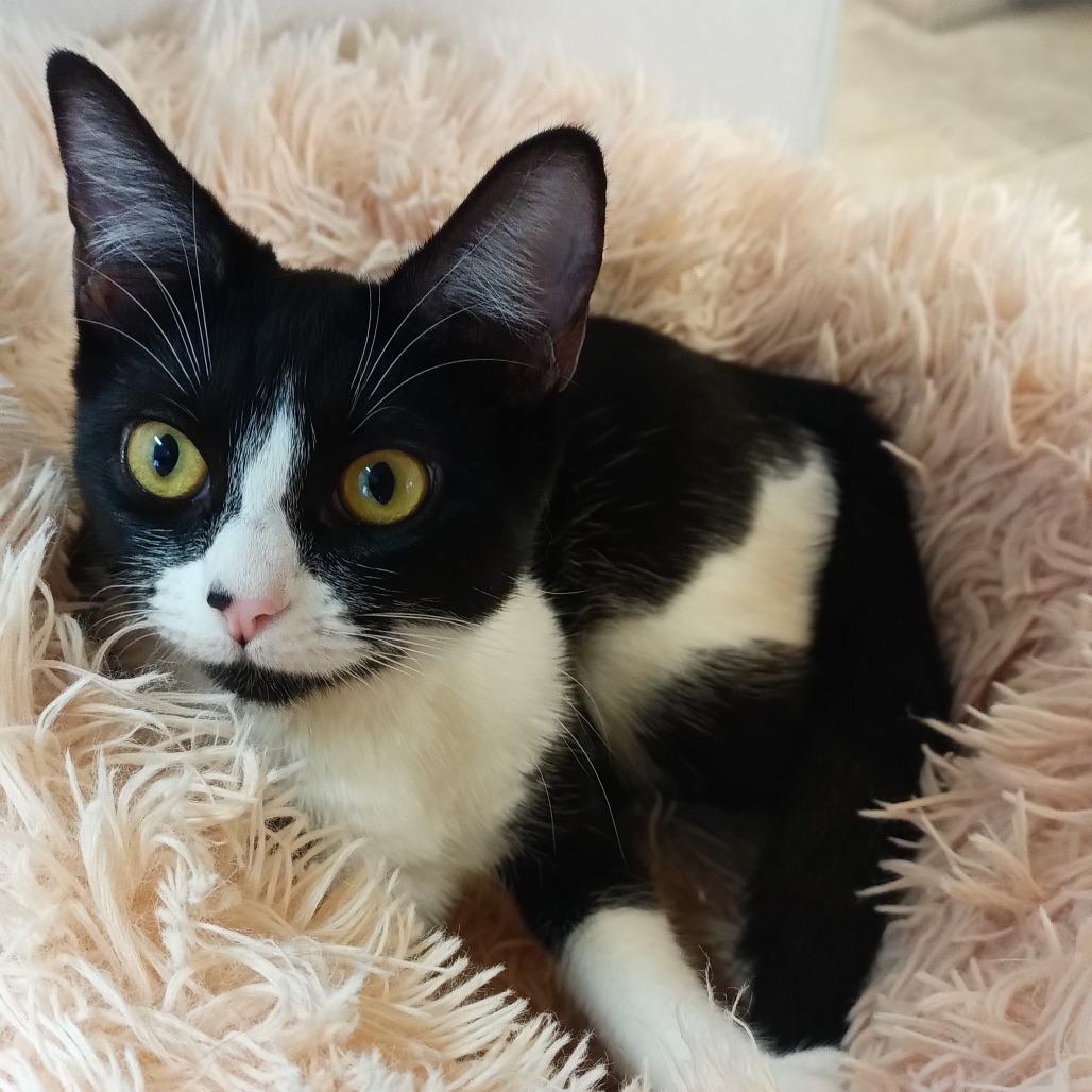 Enlarge Susan Hayward, a Adoptable Domestic Short Hair in Galveston, TX image 3/4
