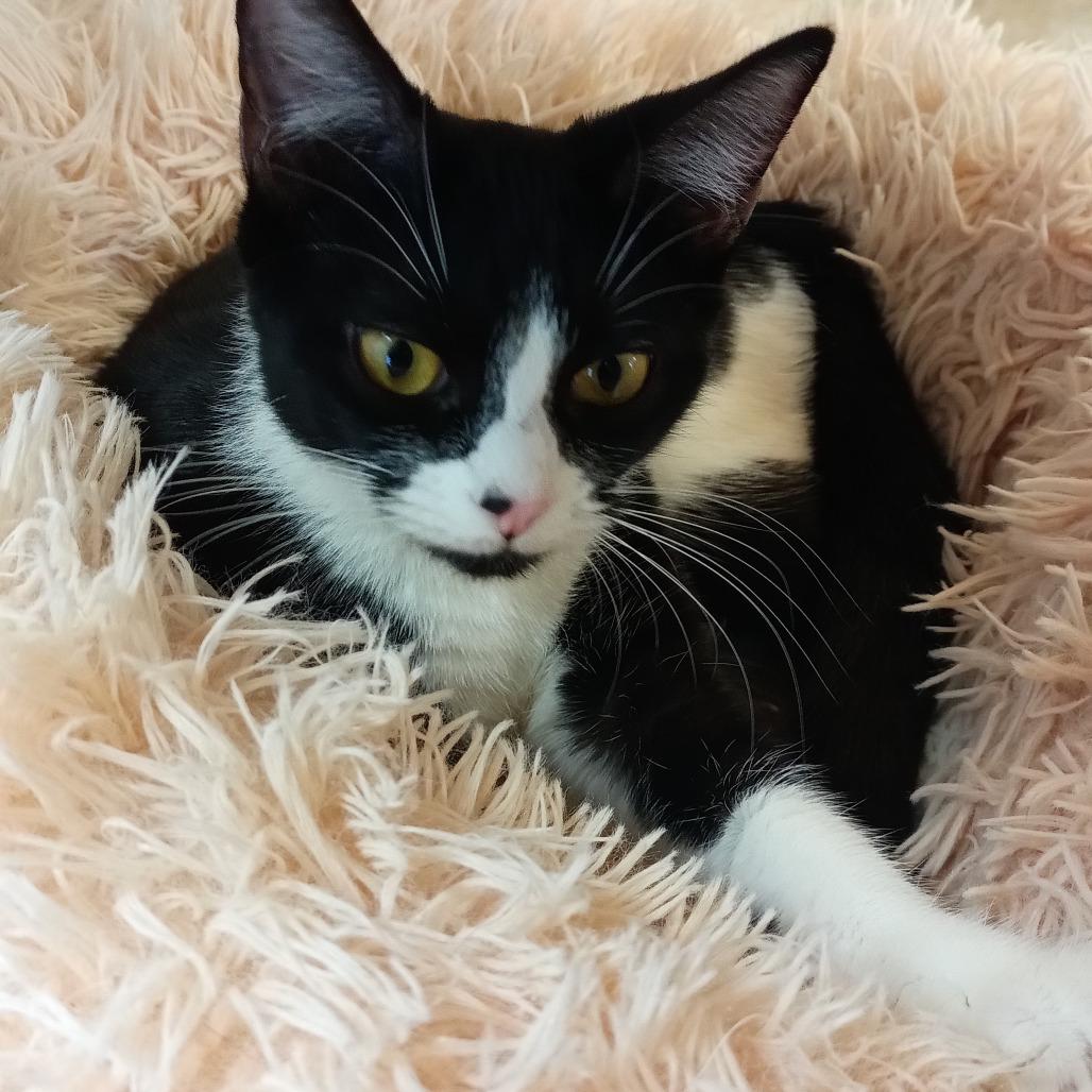 Enlarge Susan Hayward, a Adoptable Domestic Short Hair in Galveston, TX image 4/4