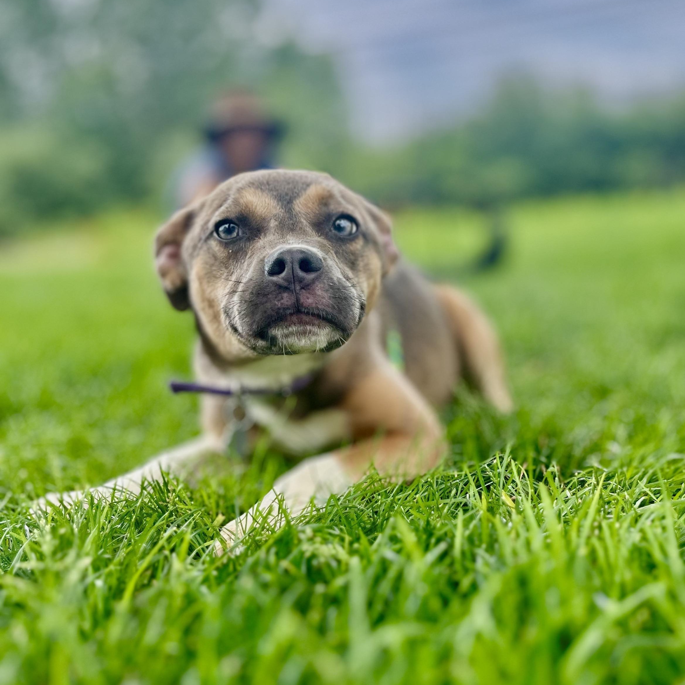 Anisse, Baby Female Black Mouth Cur