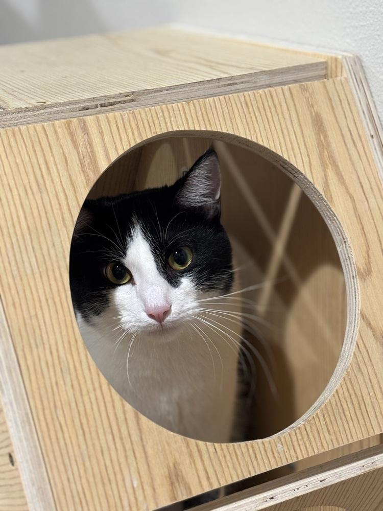 Xavier — thumbnail 2