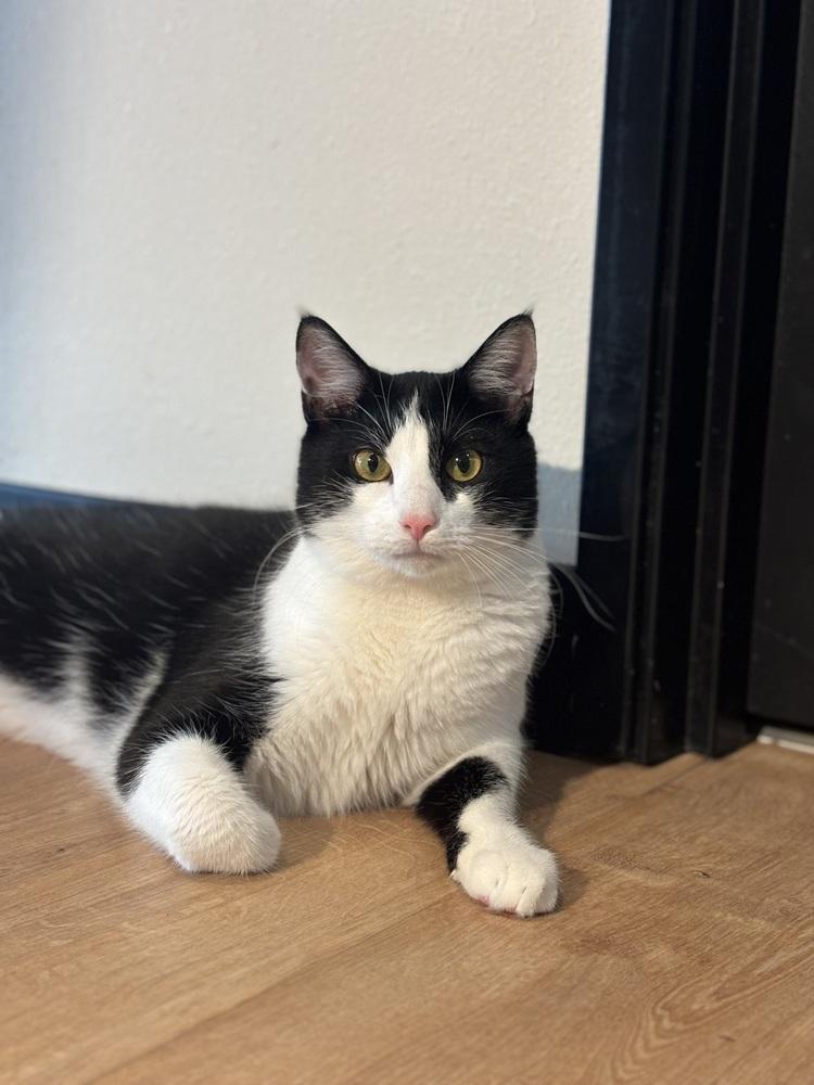 Enlarge Xavier, a Adoptable mixed breed in Dallas, TX image 3/6