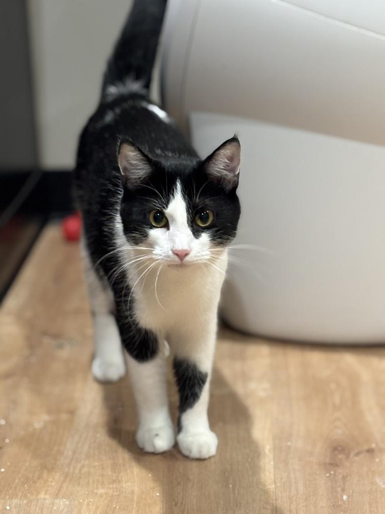 Xavier — thumbnail 4