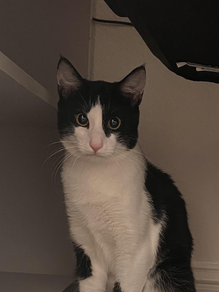 Xavier — thumbnail 5