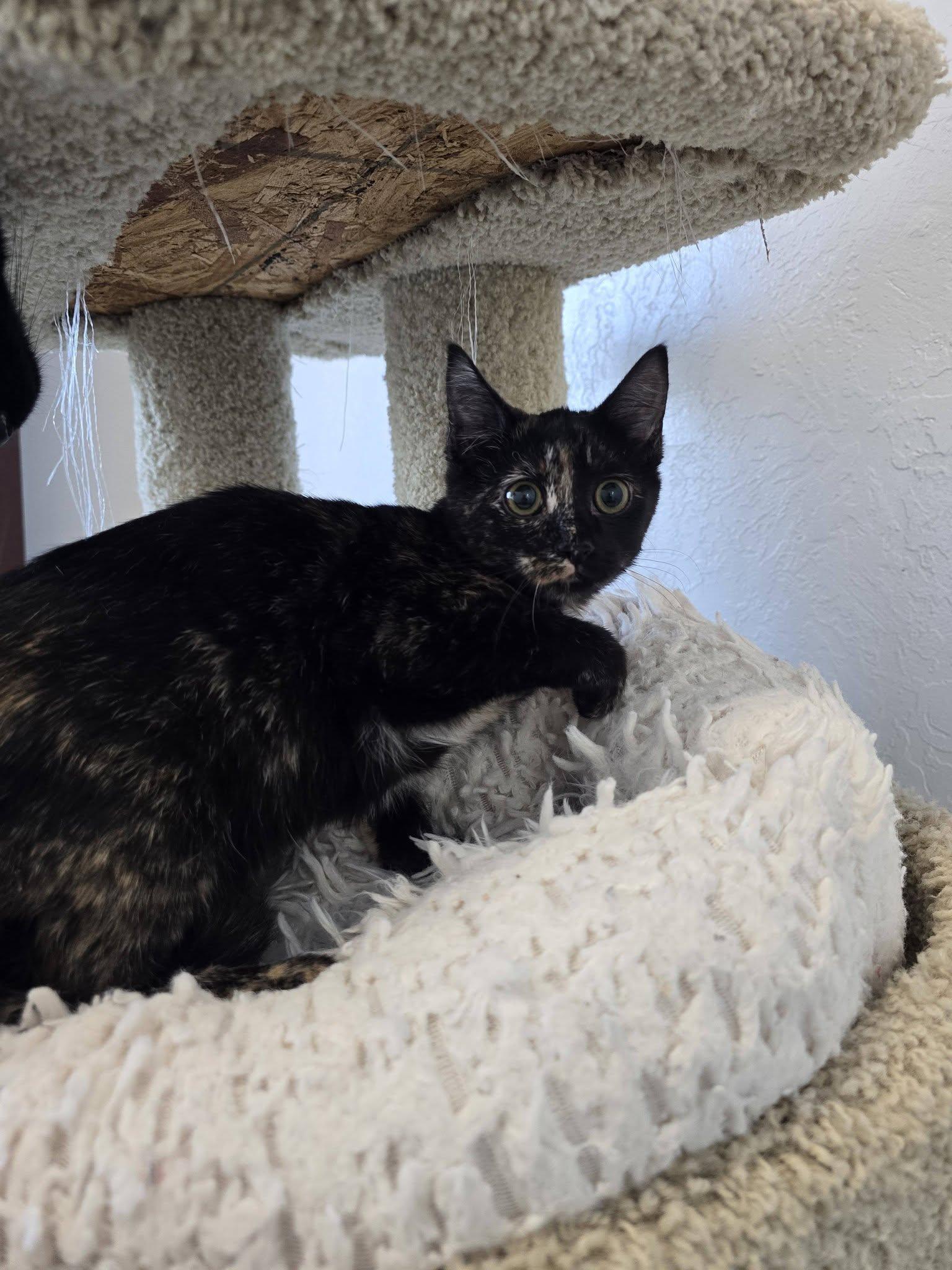 Enlarge Penny, an adopted Domestic Short Hair in Prineville, OR image 1/1