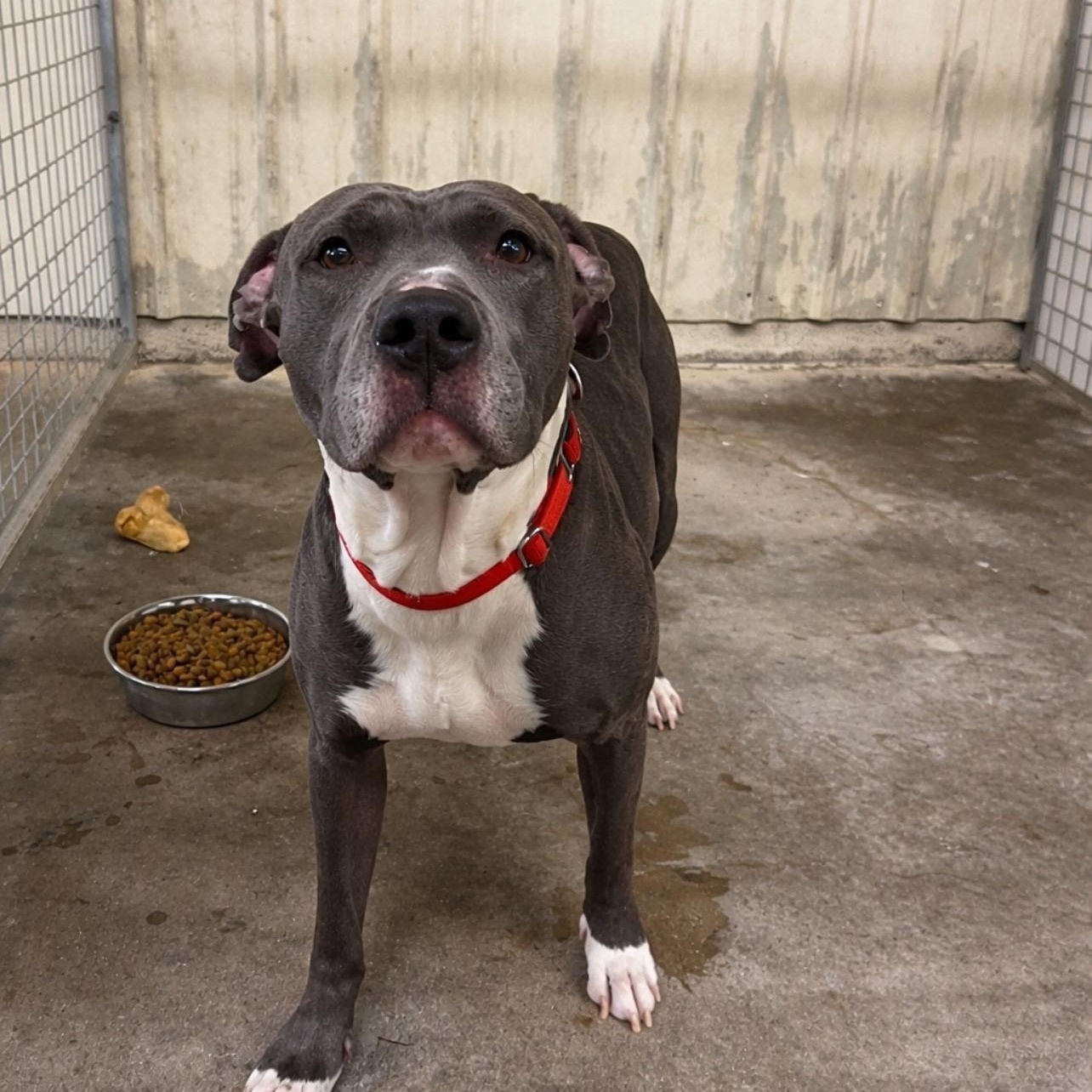 Enlarge Zues, a ADOPTABLE Pit Bull Terrier in Lordsburg, NM image 1/1
